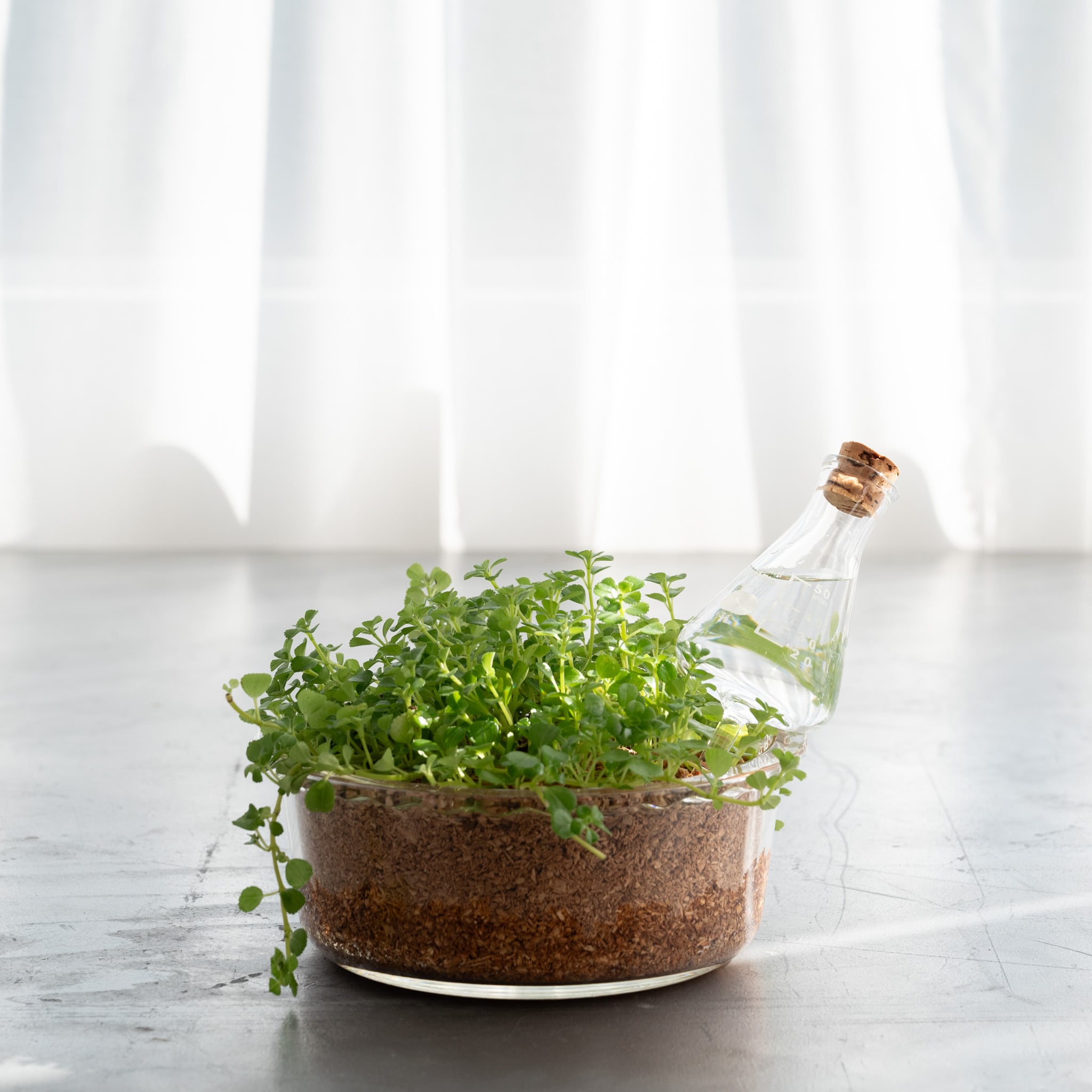 プランターに挿す水やり器 | ハリオサイエンス公式通販