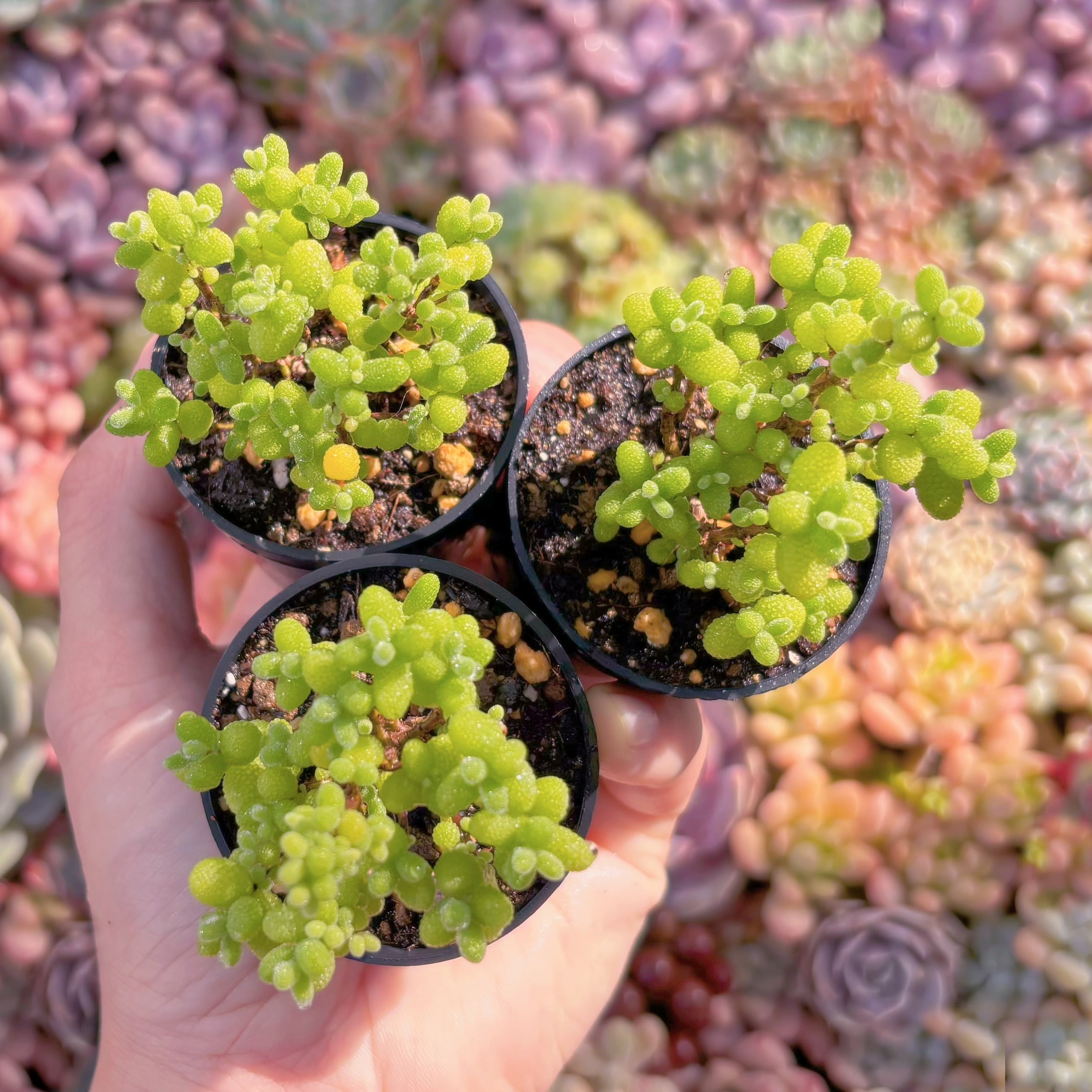 多肉植物　ドロサンテマム　金桔糖球(S)1株　新入荷　るる農園