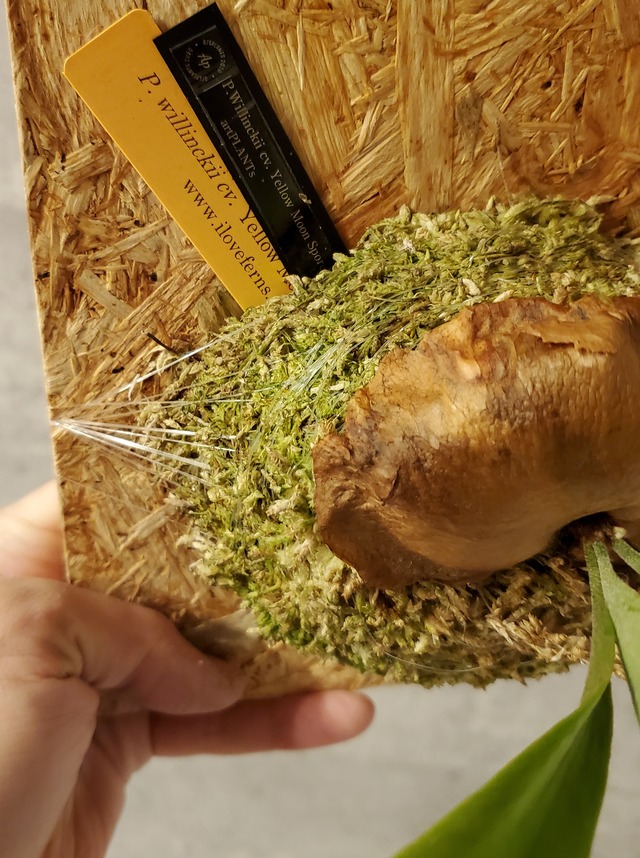 P.Willinckii cv. Yellow Moon    Sporelings 【artPLANTs】ビカクシダ/Platycerium