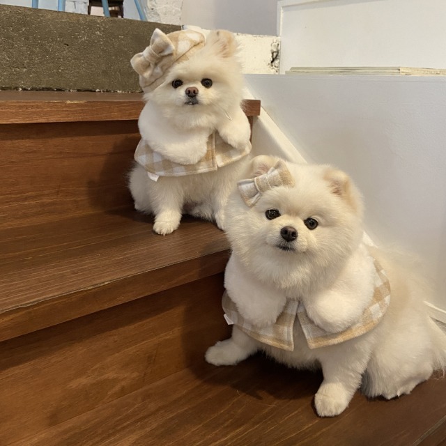 即納【Hi Yeboo】Classic Check Cape Acc (リボンヘアピン)