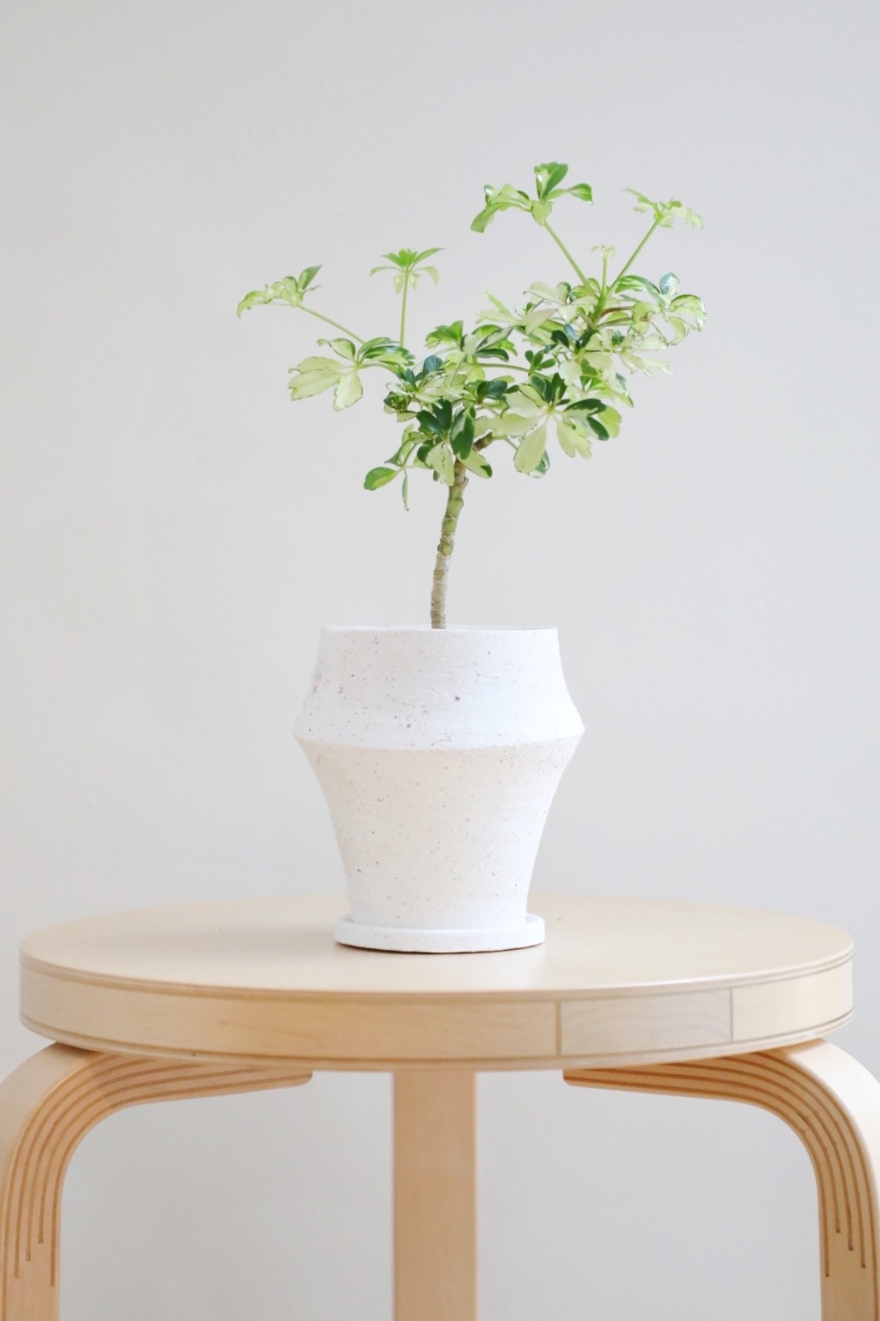 【S】シェフレラ イエローバリエガータ/ Schefflera