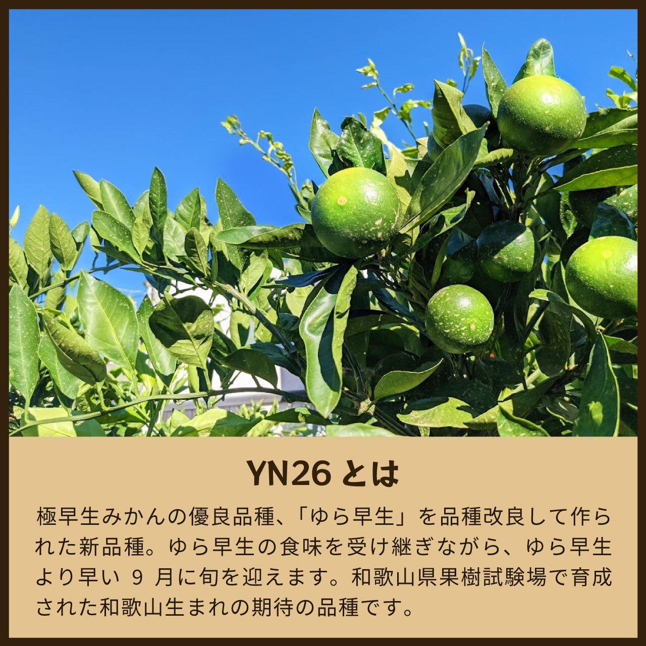 YN26 10kg 訳あり品(送料無料)｜和歌山で生まれた極早生みかんの新品種