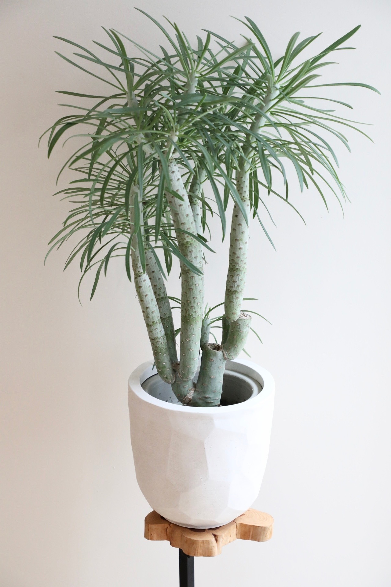 【M】セネシオ　クレイニア　ネリイフォリア/Senecio kleinia　※スチール製鉢付き