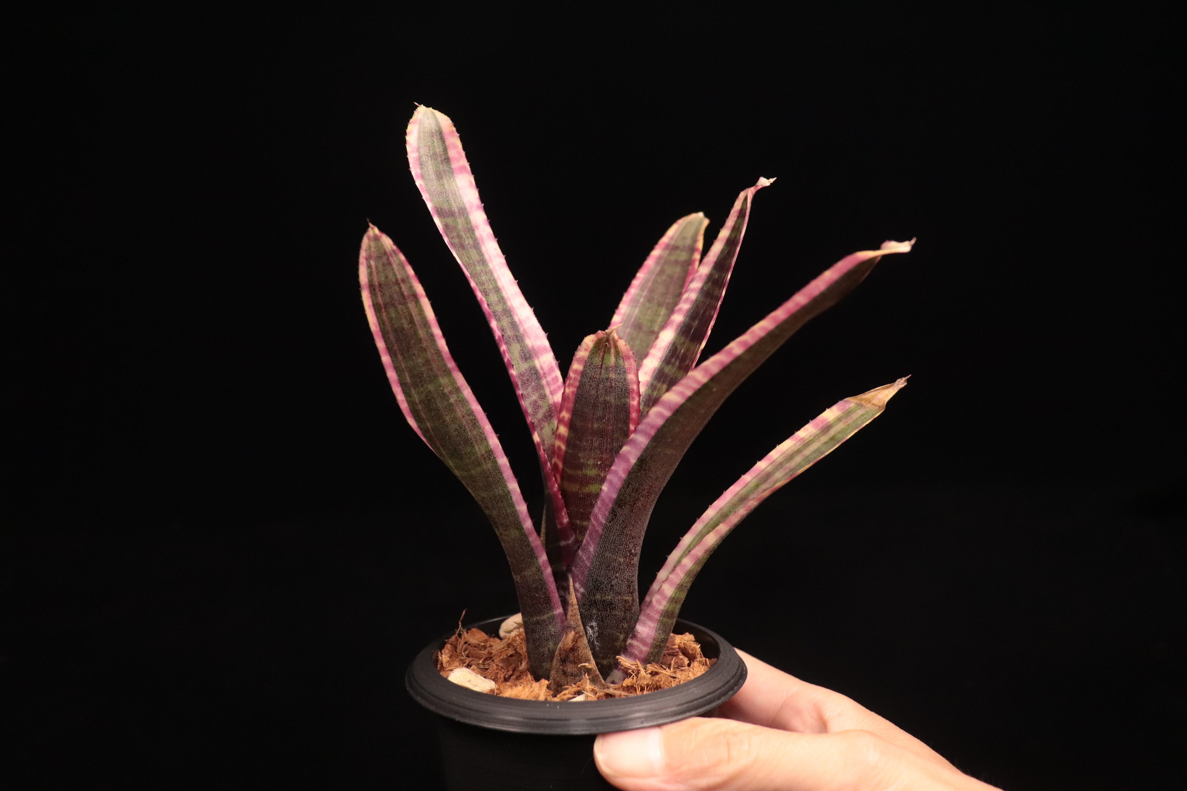 Neoregelia 'Live Wire'〔ネオレゲリア〕N678 | plane plants