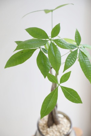 【M】パキラ 編み込み/Pachira