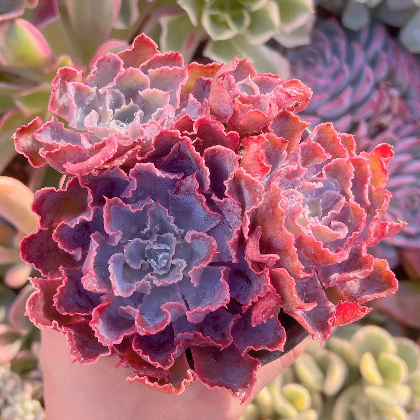 現品　シャビアナ#214　群生　るる農園