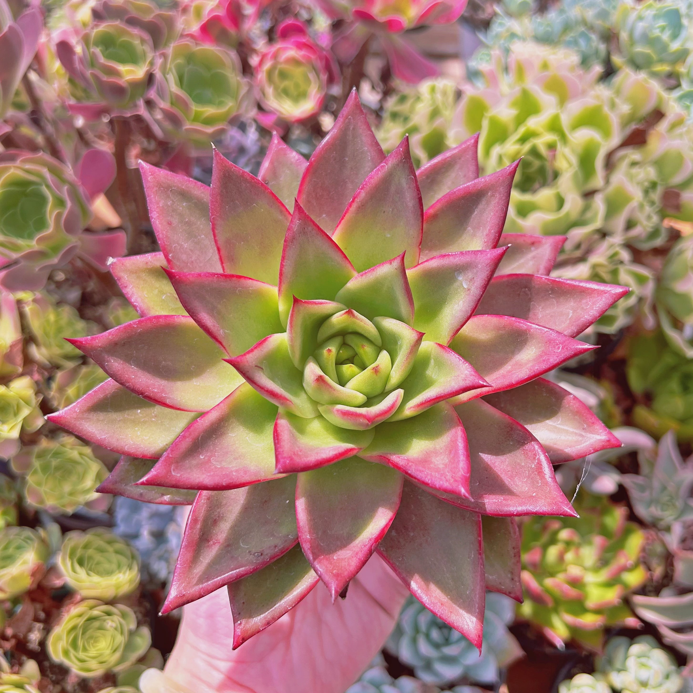 現物　多肉植物　野生マリアxプエブラ　抜き苗　特大