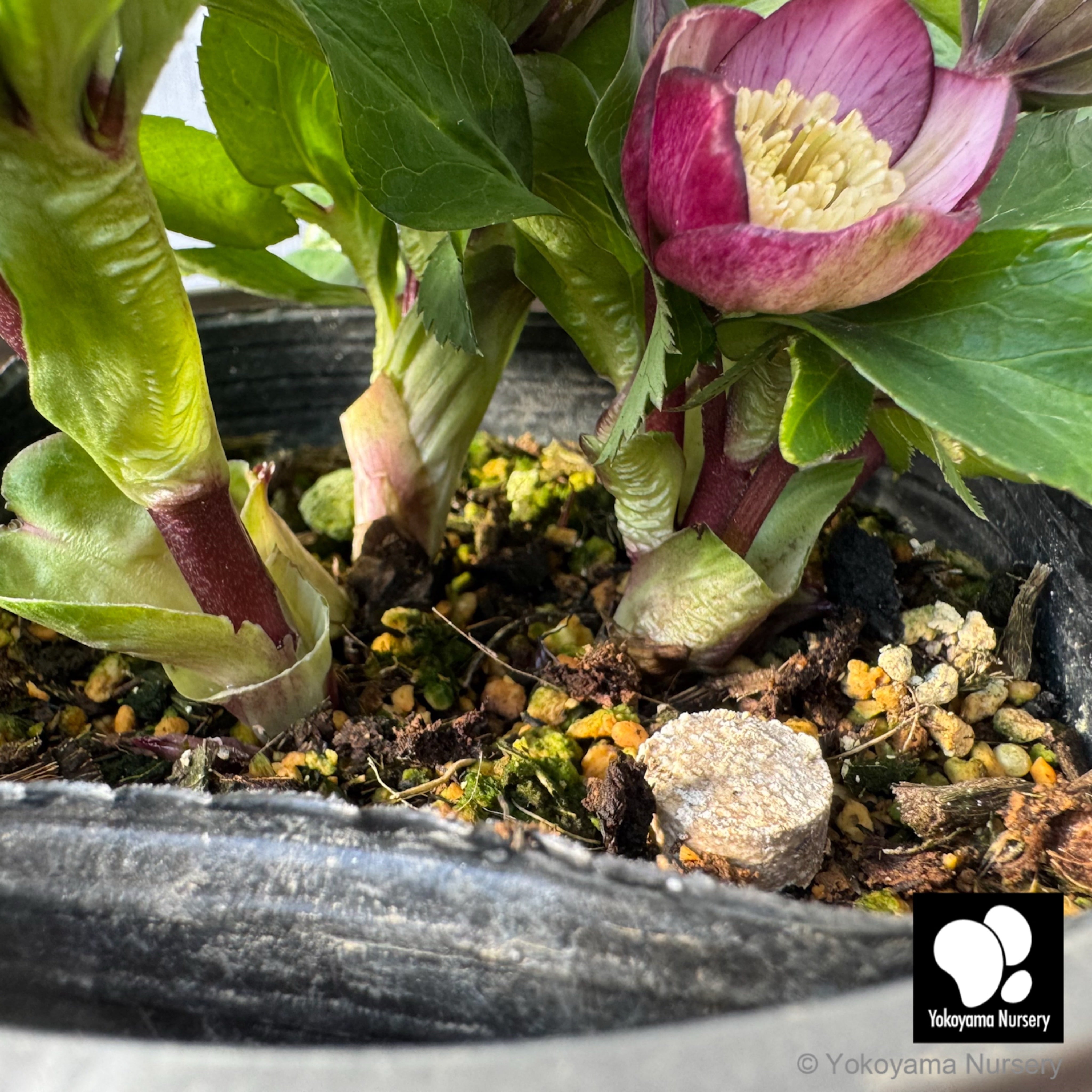 抽選販売】［20］ クリスマスローズ ベビードール バイカラー 4.5号