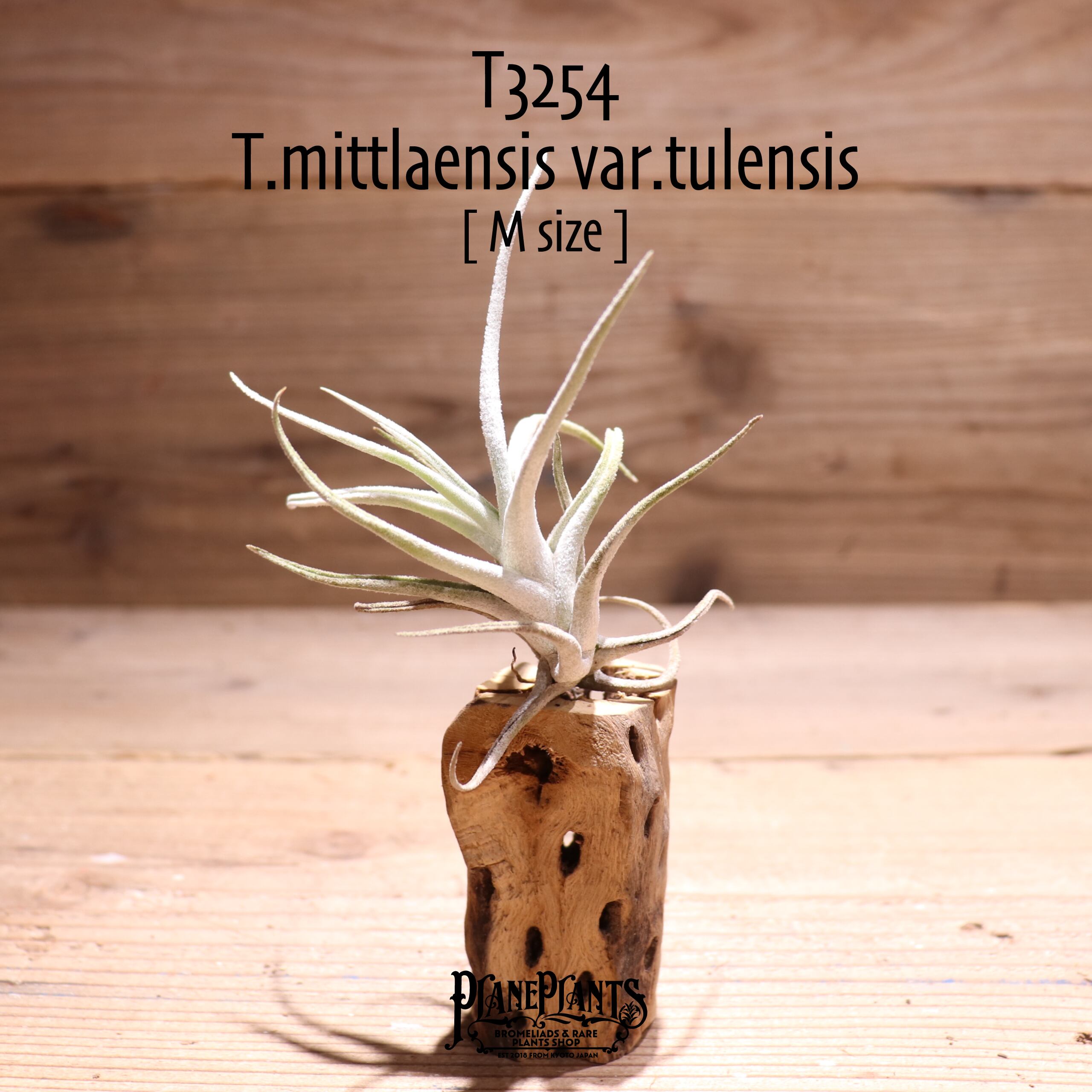 【送料無料】mittlaensis var.tulensis M〔エアプランツ〕現品発送T3254