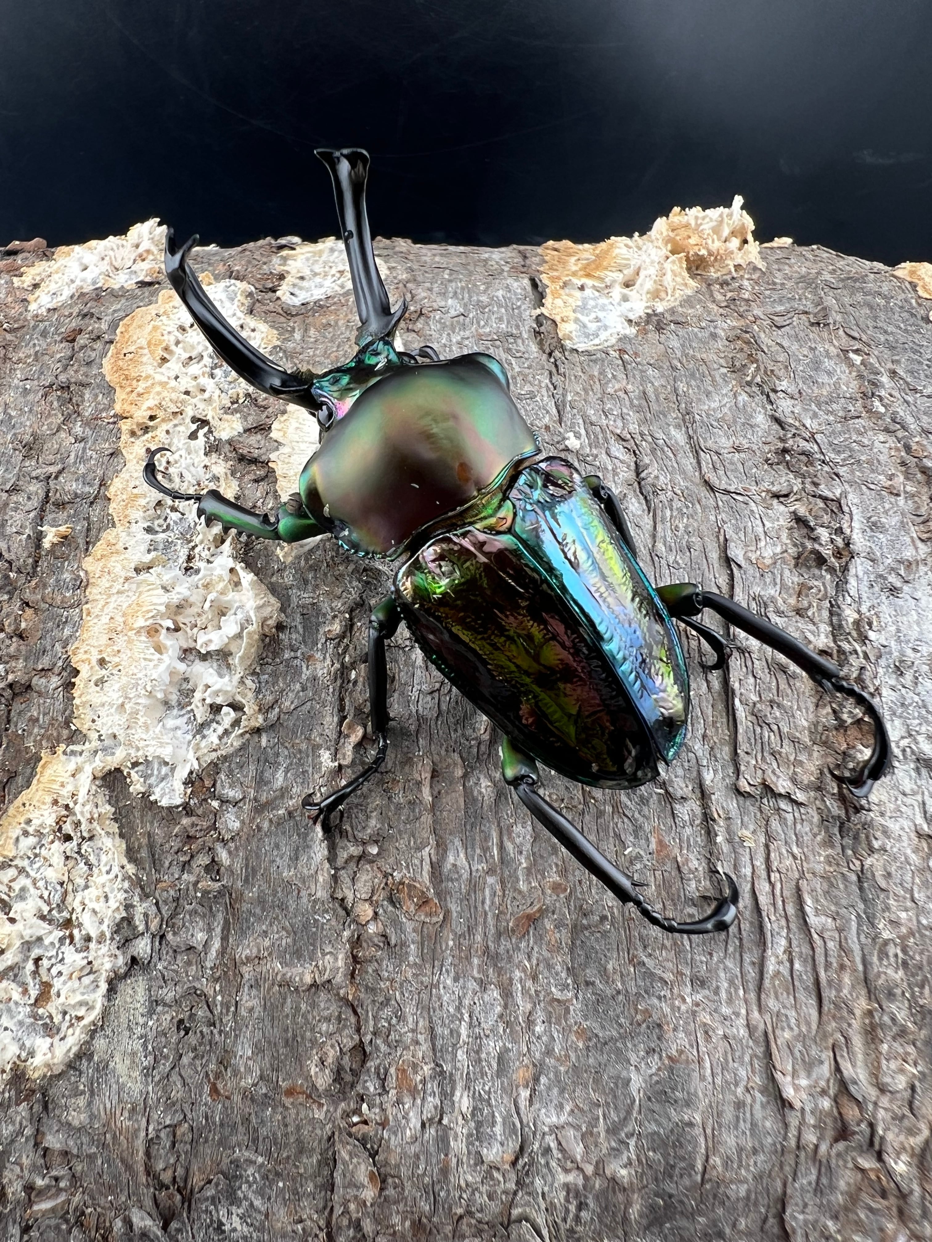 ニジイロクワガタ 青紋紫根系 56mm ペア》セルヴォラン氏委託個体