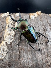 《ニジイロクワガタ 青紋紫根系 56mm ペア》セルヴォラン氏委託個体