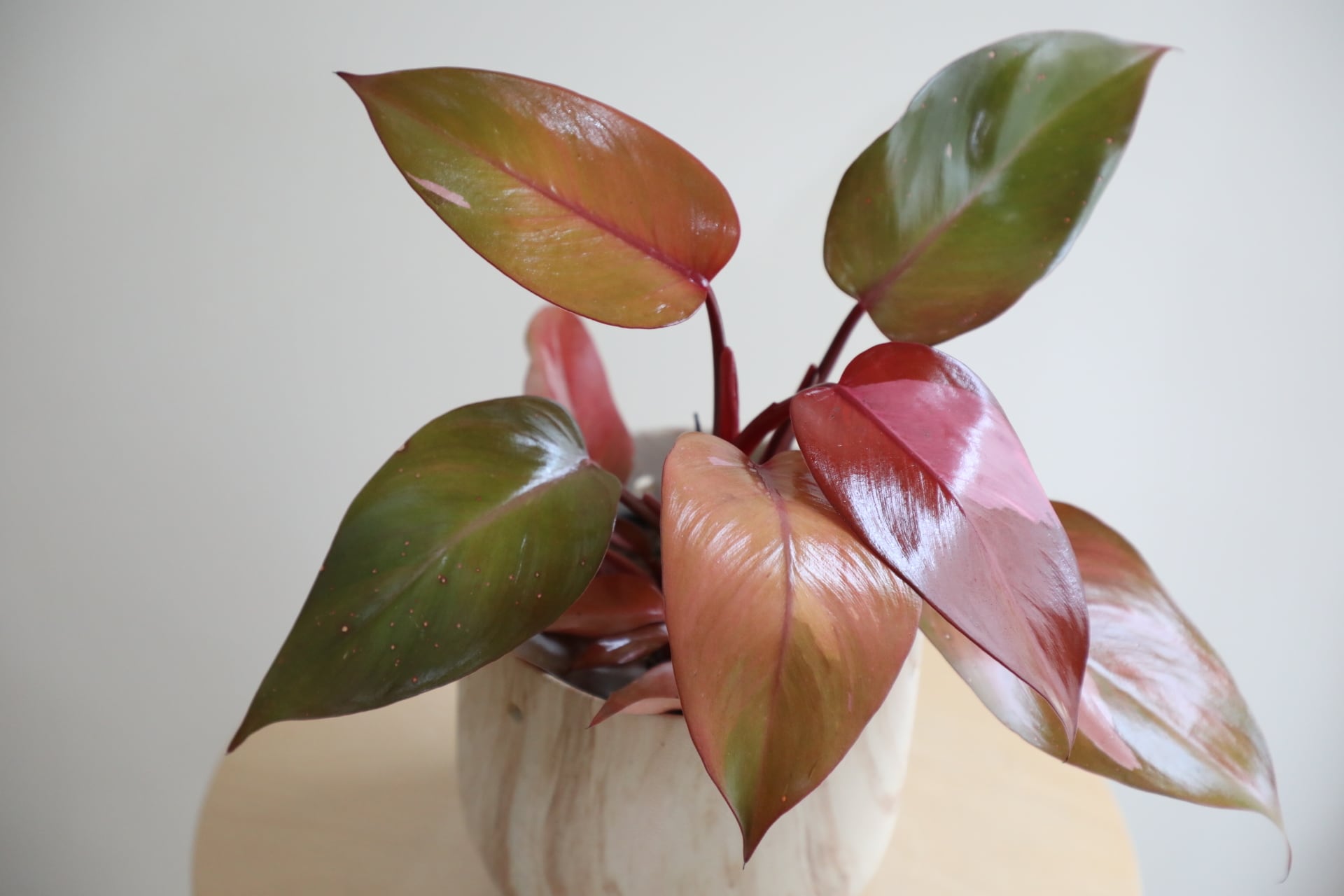 M】フィロデンドロン パーシモンプリンセス/Philodendron | 【厳選植物