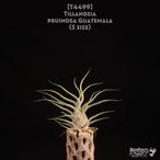 【送料無料】pruinosa Guatemala S〔エアプランツ〕現品発送T4499