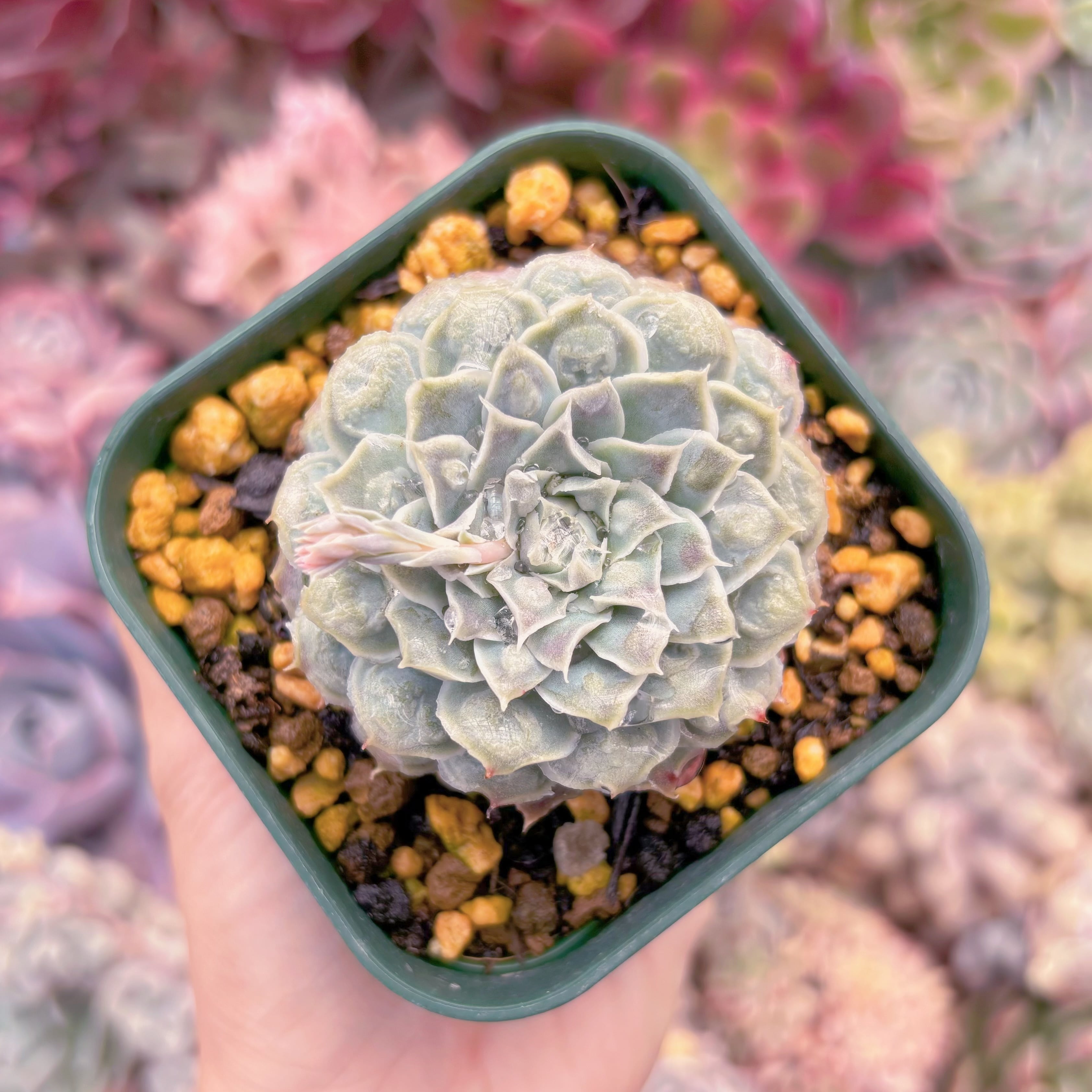 現品　ハートチョイス#832　るる農園