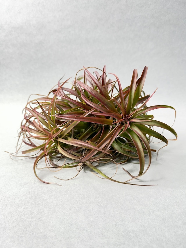 ラブノット・レッドフォーム群生