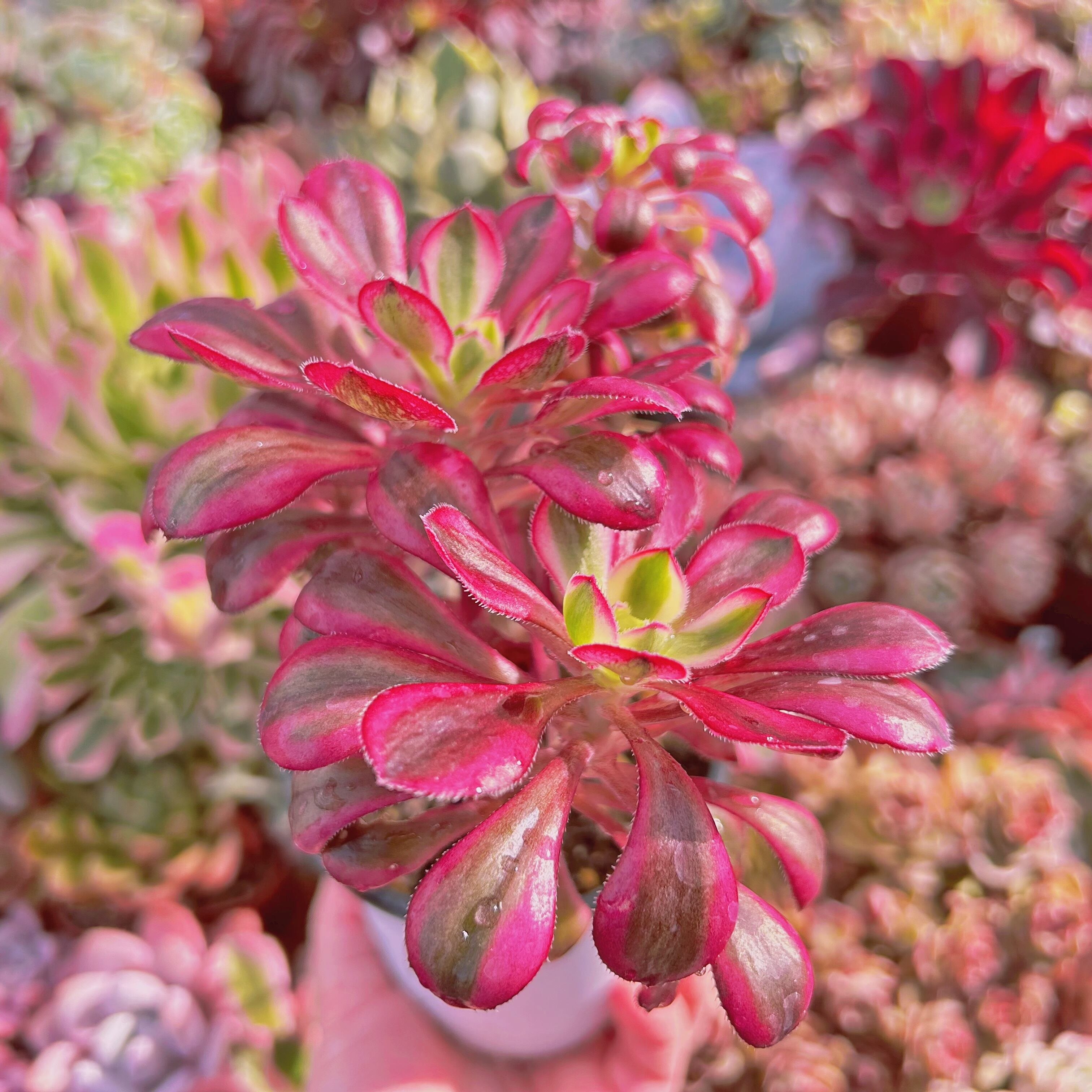 932現物 多肉植物 Aeonium 紅銅壺錦 抜き苗 | るる農園~多肉植物専門