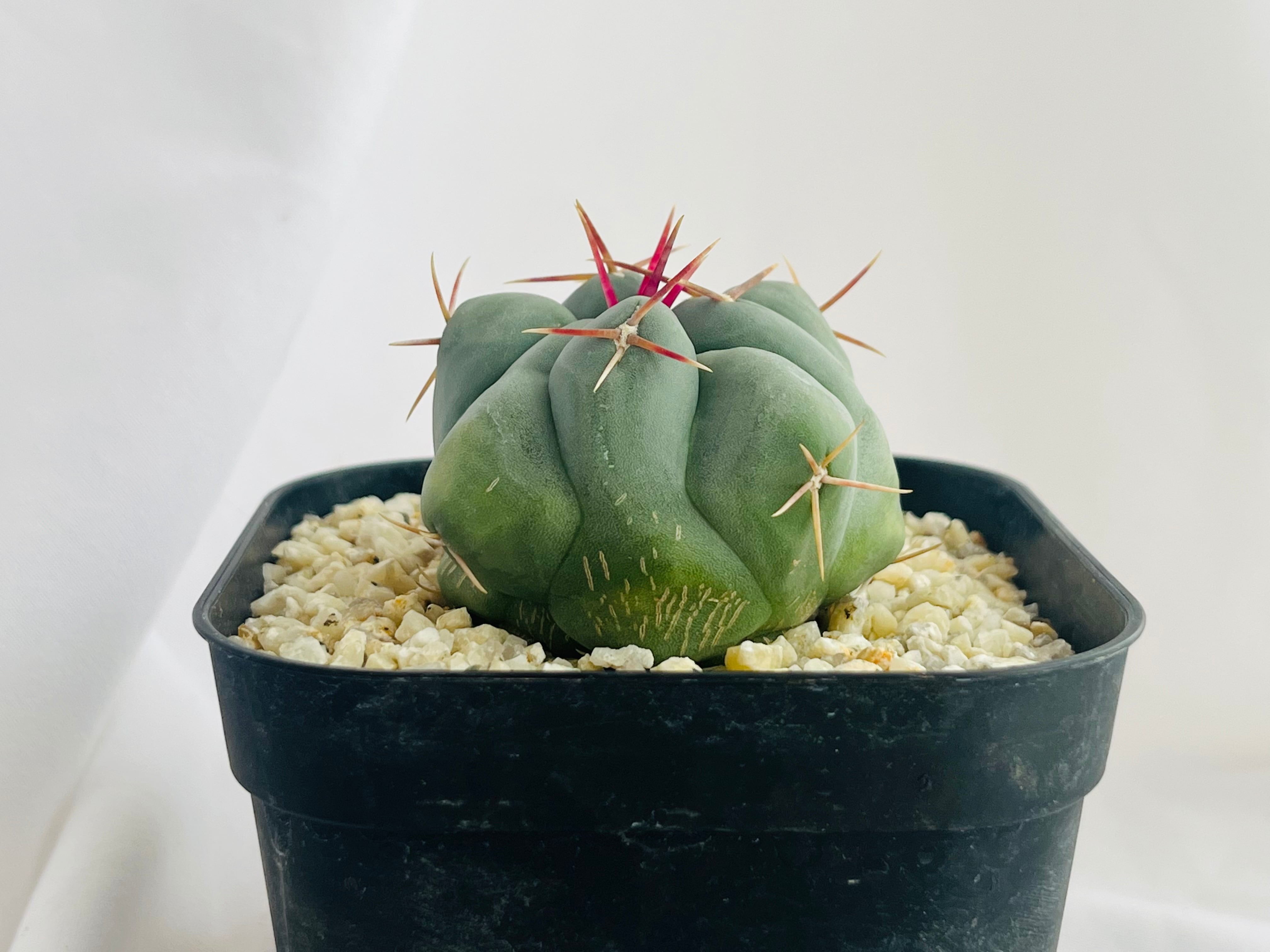 Thelocactus lloydii テロカクタス 武者影 サボテン | plants MARU