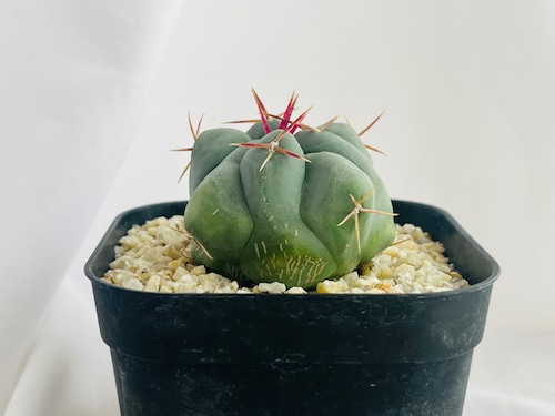 Thelocactus lloydii　テロカクタス　武者影　サボテン