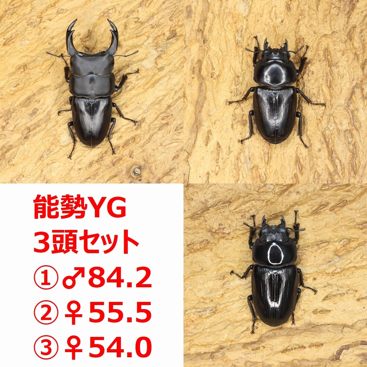 ROCKET SHOP【オオクワガタ販売】