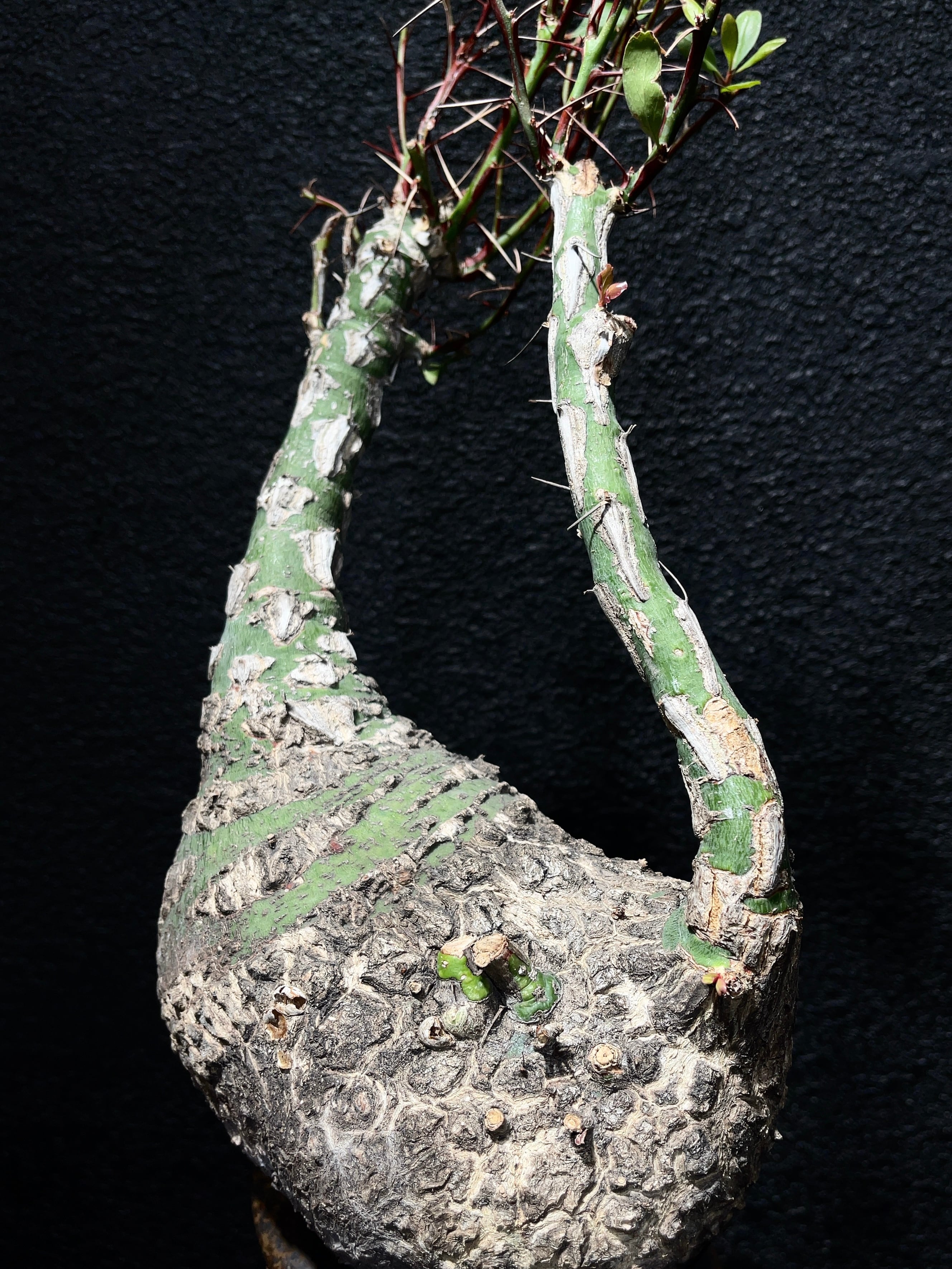 フォークイエリア・ファシクラータ | trigger