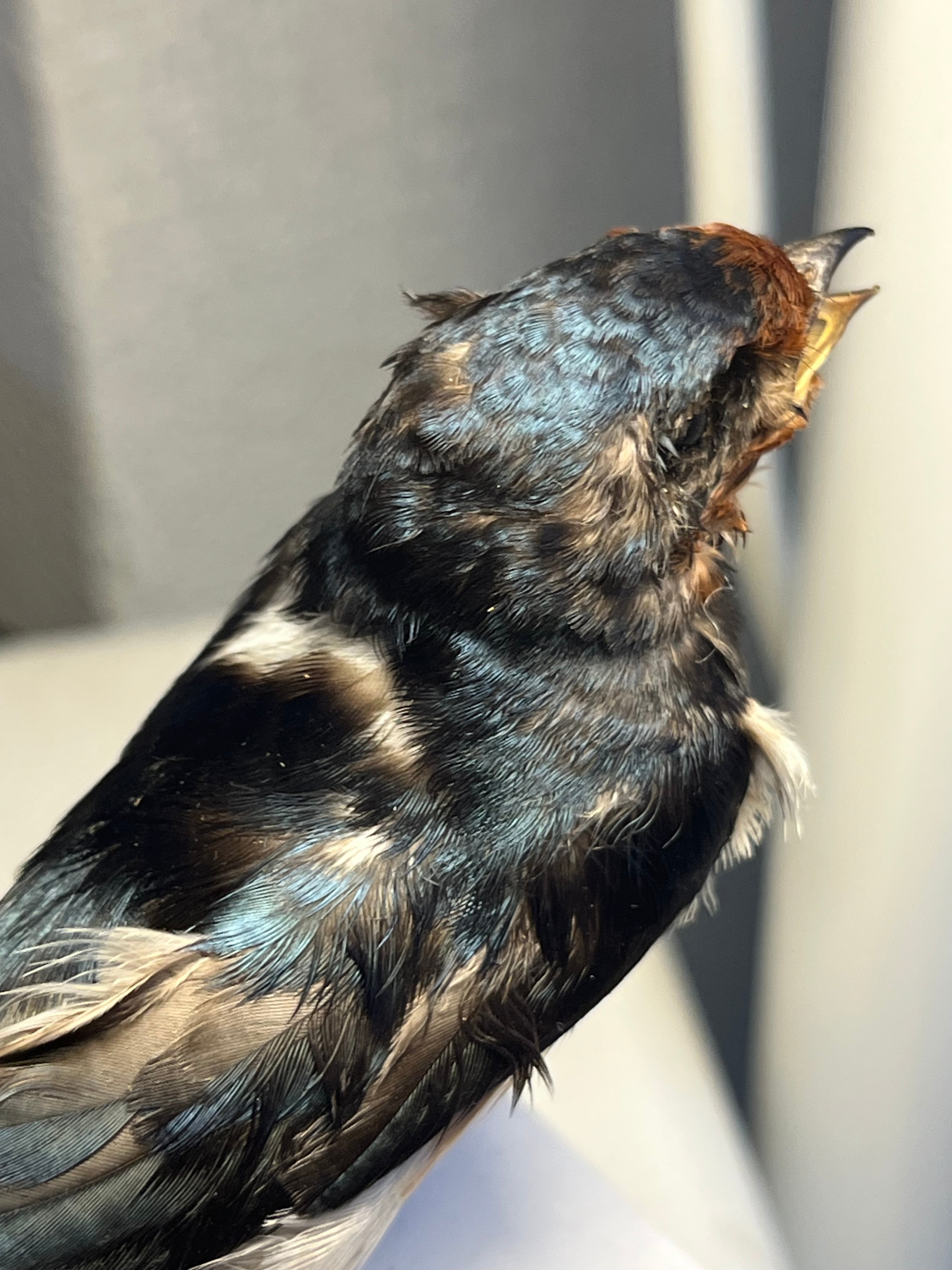 鳥剥製】ツバメ 標本 置物 インテリア スズメ 木彫り バードカービング
