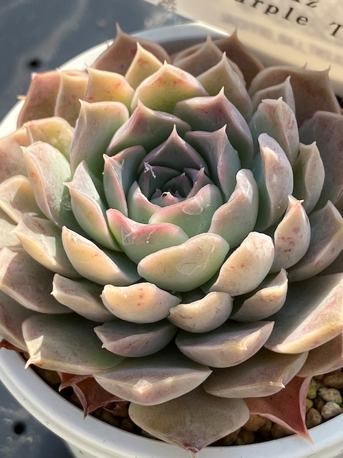 【現物商品】halbingeri, La Paz 紫タイプ ①