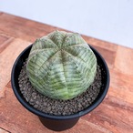 Euphorbia obesa【ユーフォルビア・オベサ】
