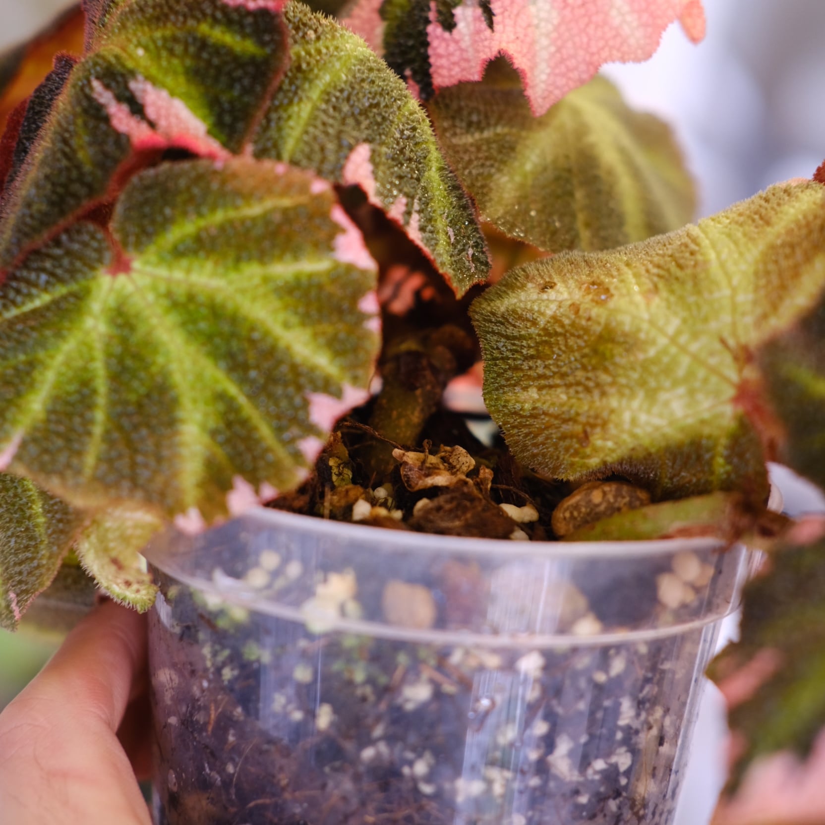 Begonia soli mutata Variegated│ベゴニア ソリムタータ バリエガータ