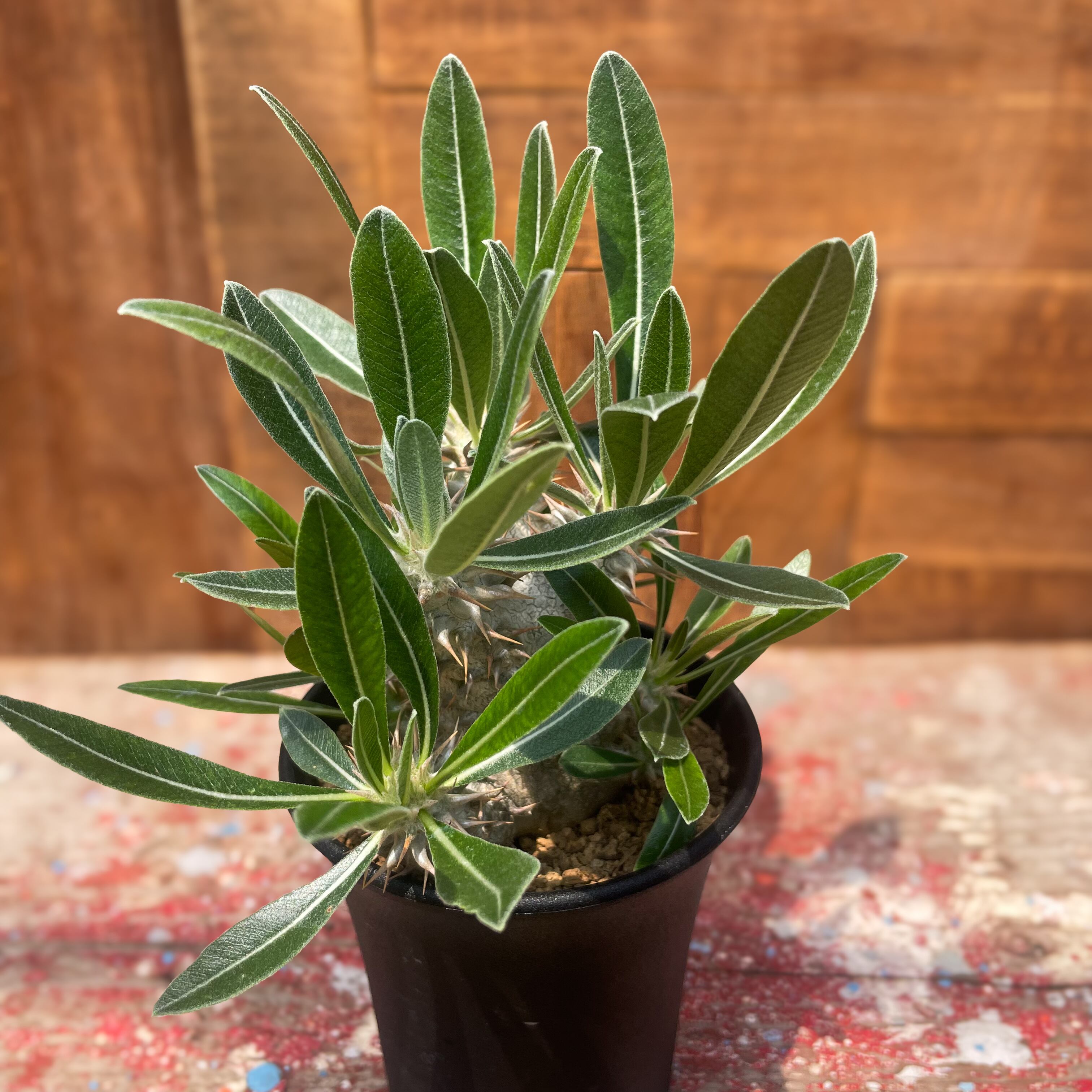 Pachypodium 'Itoh Hybrid'【パキポディウム・伊藤ハイブリッド