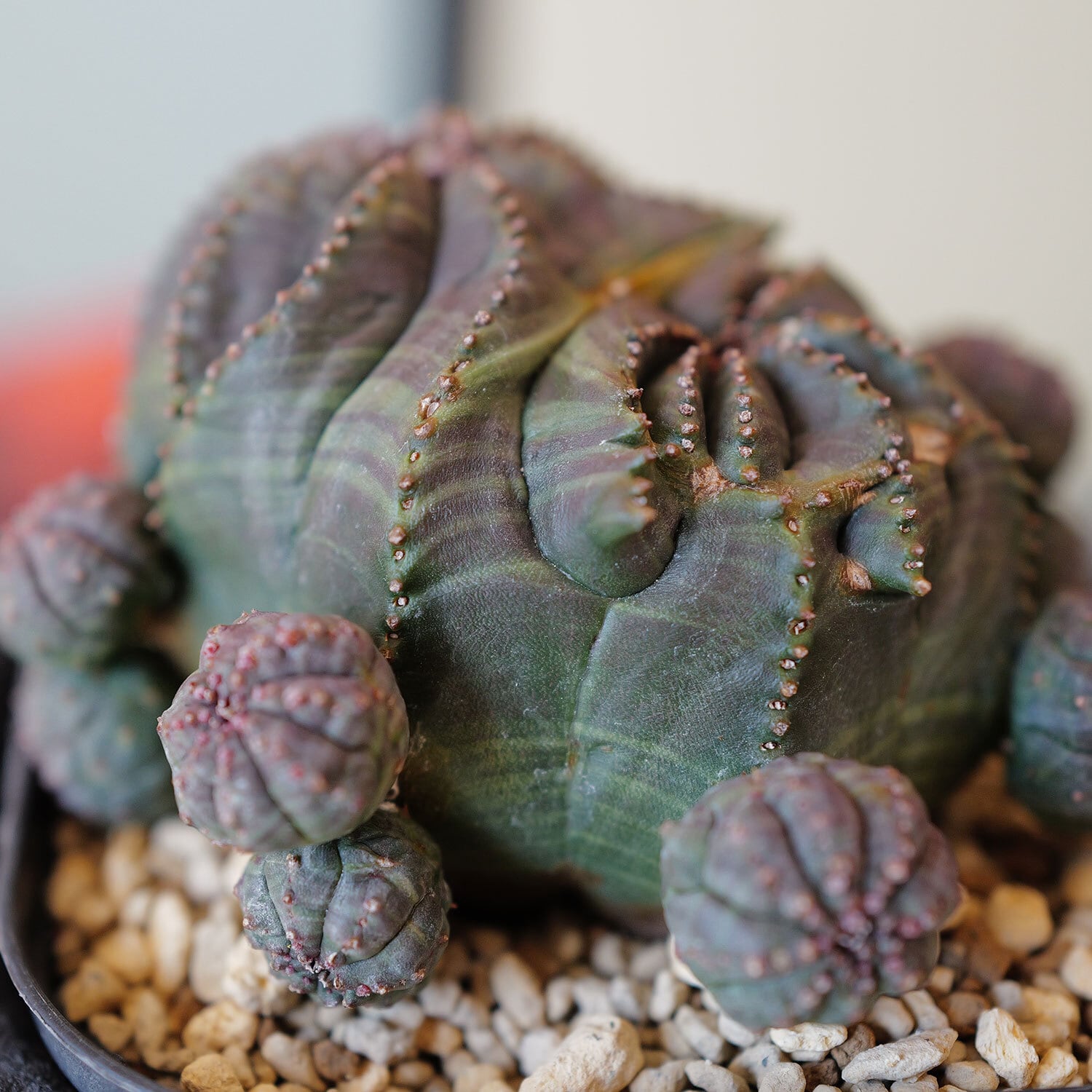 厳選株】最大幅約6.7cm 仔吹き 円扇石化 オベサ / ユーフォルビア