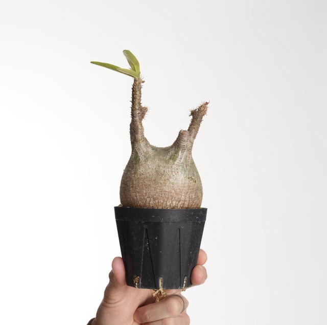 パキポディウム グラキリス no.16〈発根済み〉