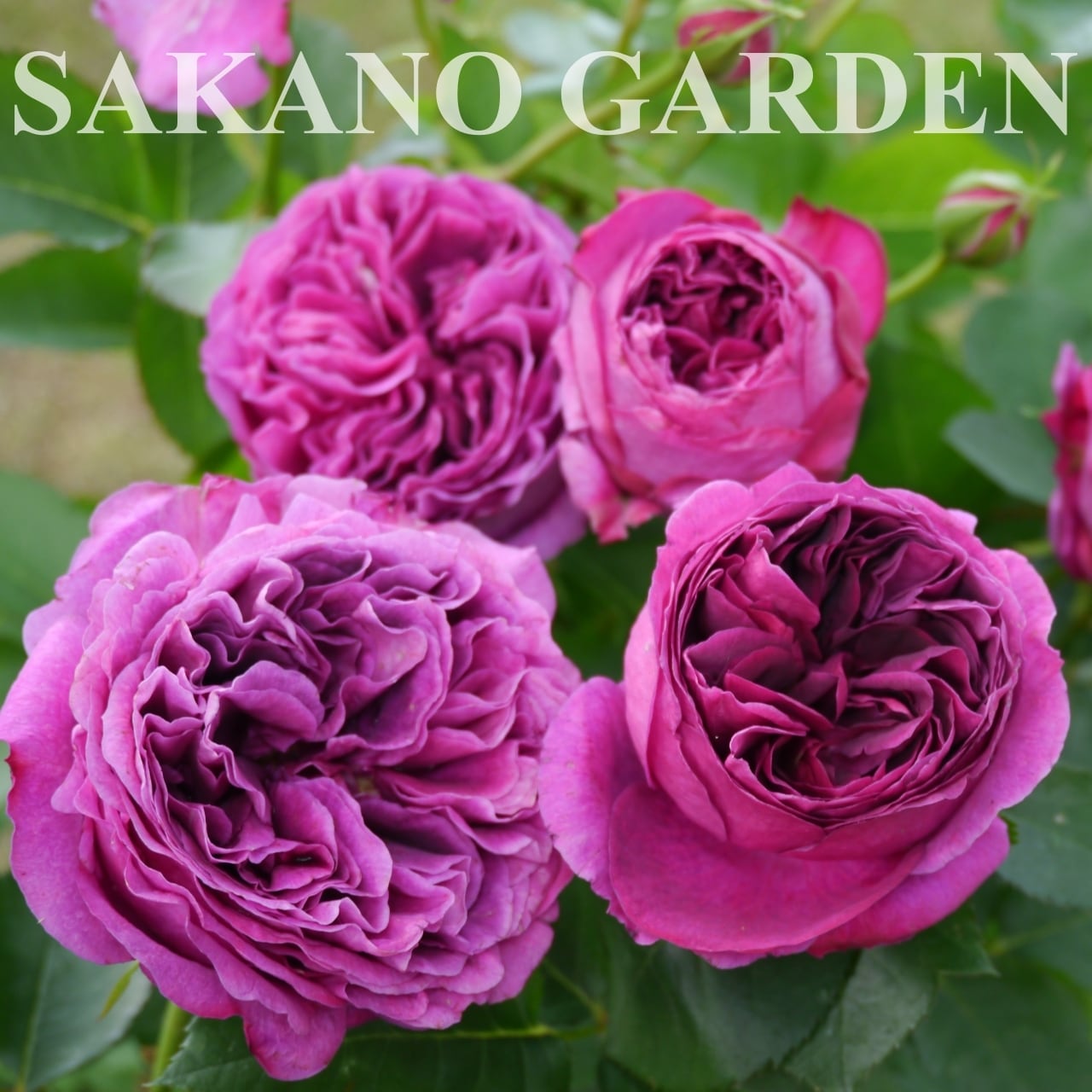 BTS 紅梅シリーズ 【⚠️バラ売り不可】 2025新品種 ROSE NOUVEAU｜【京成バラ園】バラの通販