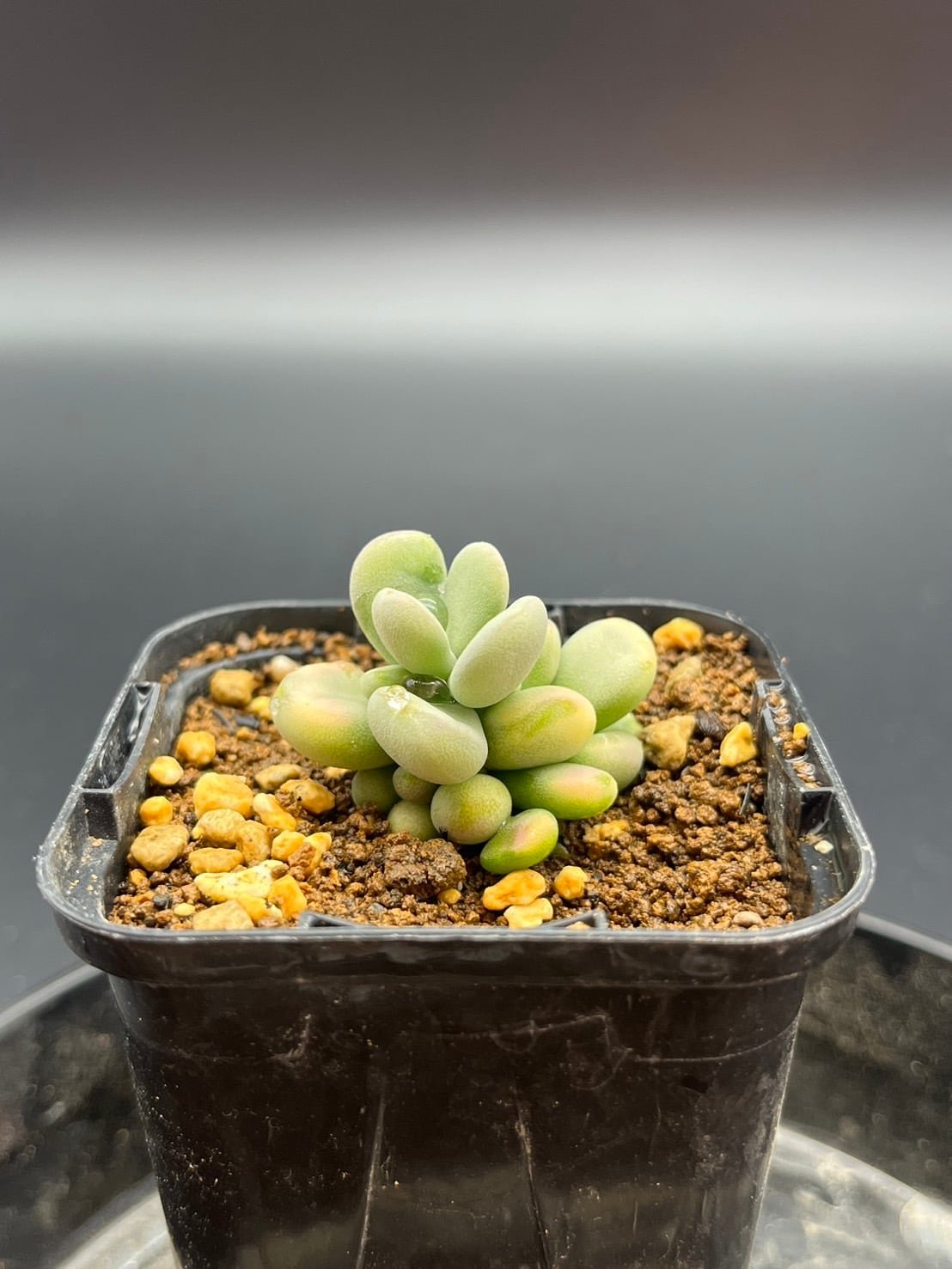 ユーフォルビア アストロフォラ【実生苗】 ユーフォルビア・アストロフォラの実生記録（2023年11月～） – ゆるぷ