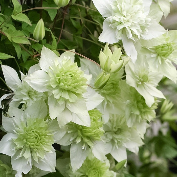 クレマチス 流星 インテグリフォリア系 | mateflowergarden