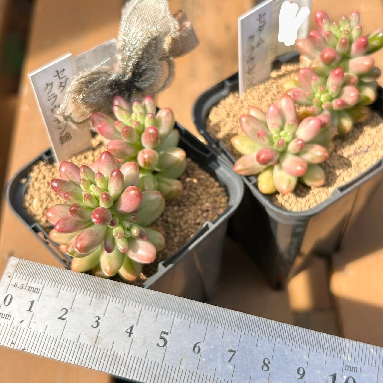 北海道O様ご注文 クラウゼン錦(セダム) | RuPo 多肉植物専門店