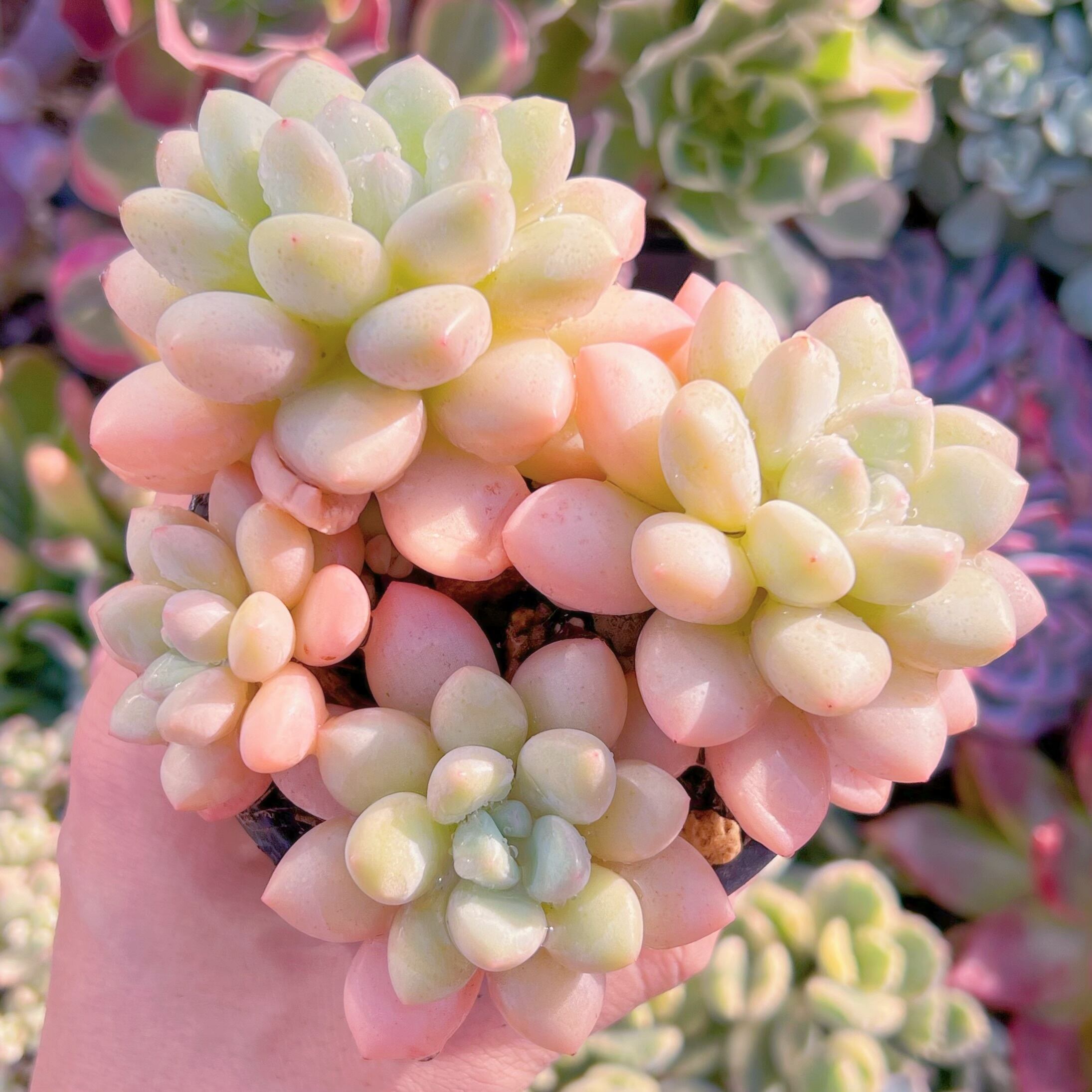 現品　ピンクパール群生#293   大群生　新入荷