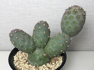 テフロカクタス ゲオメトリクス