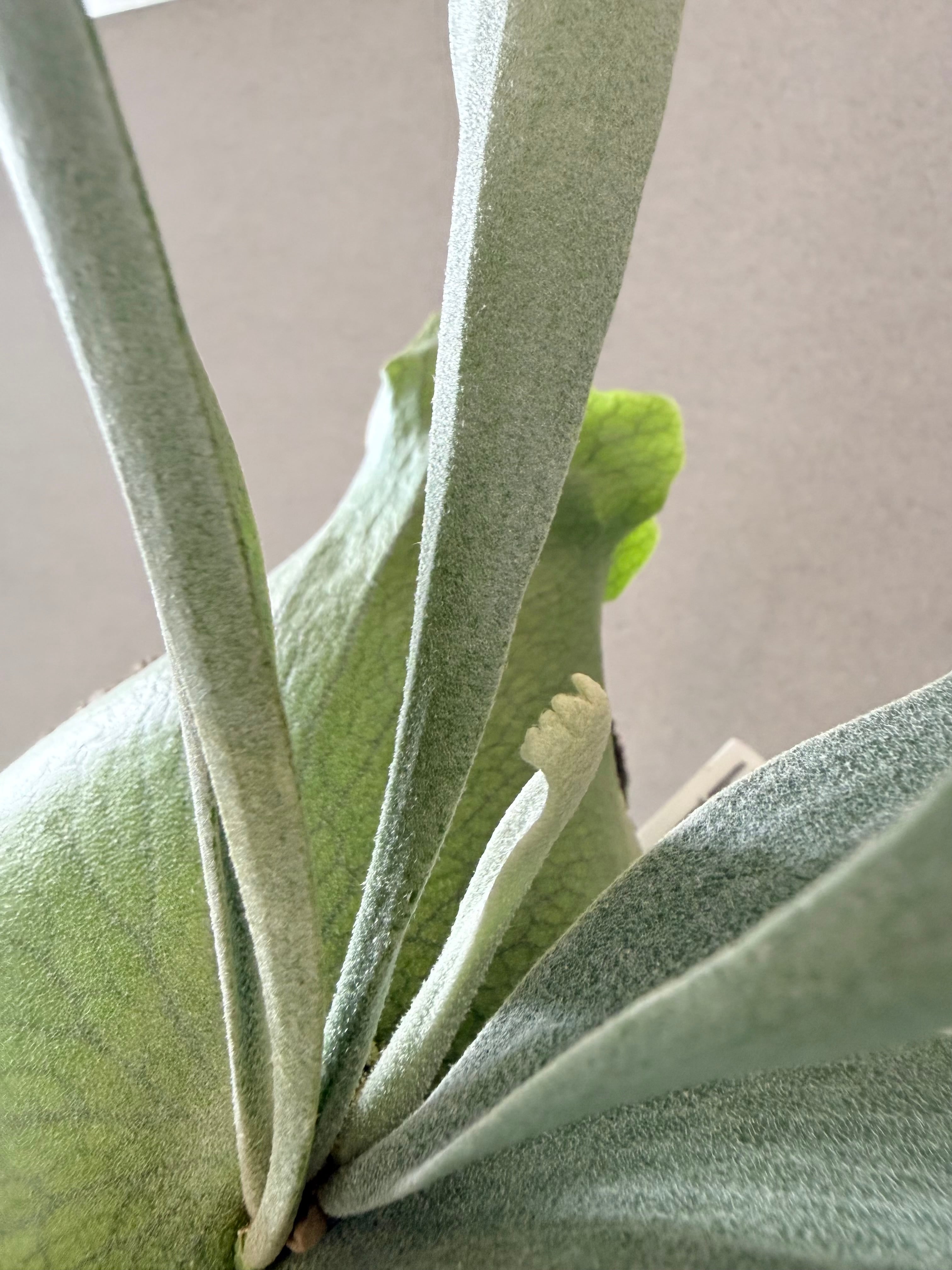 a) P. 'Banna #J' ビカクシダ 'バンナ #J' | vandaka plants