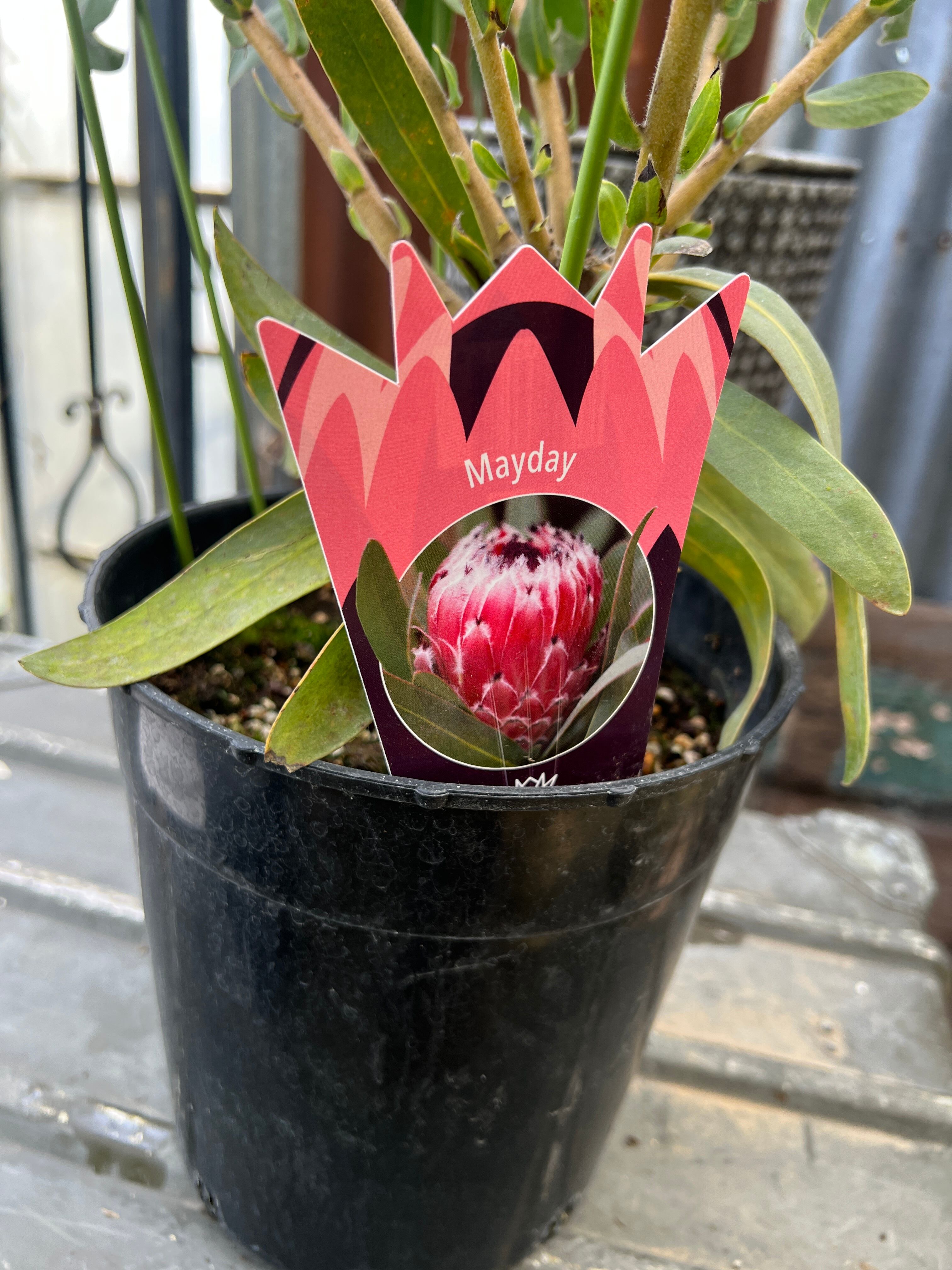 プロテア メイデイ