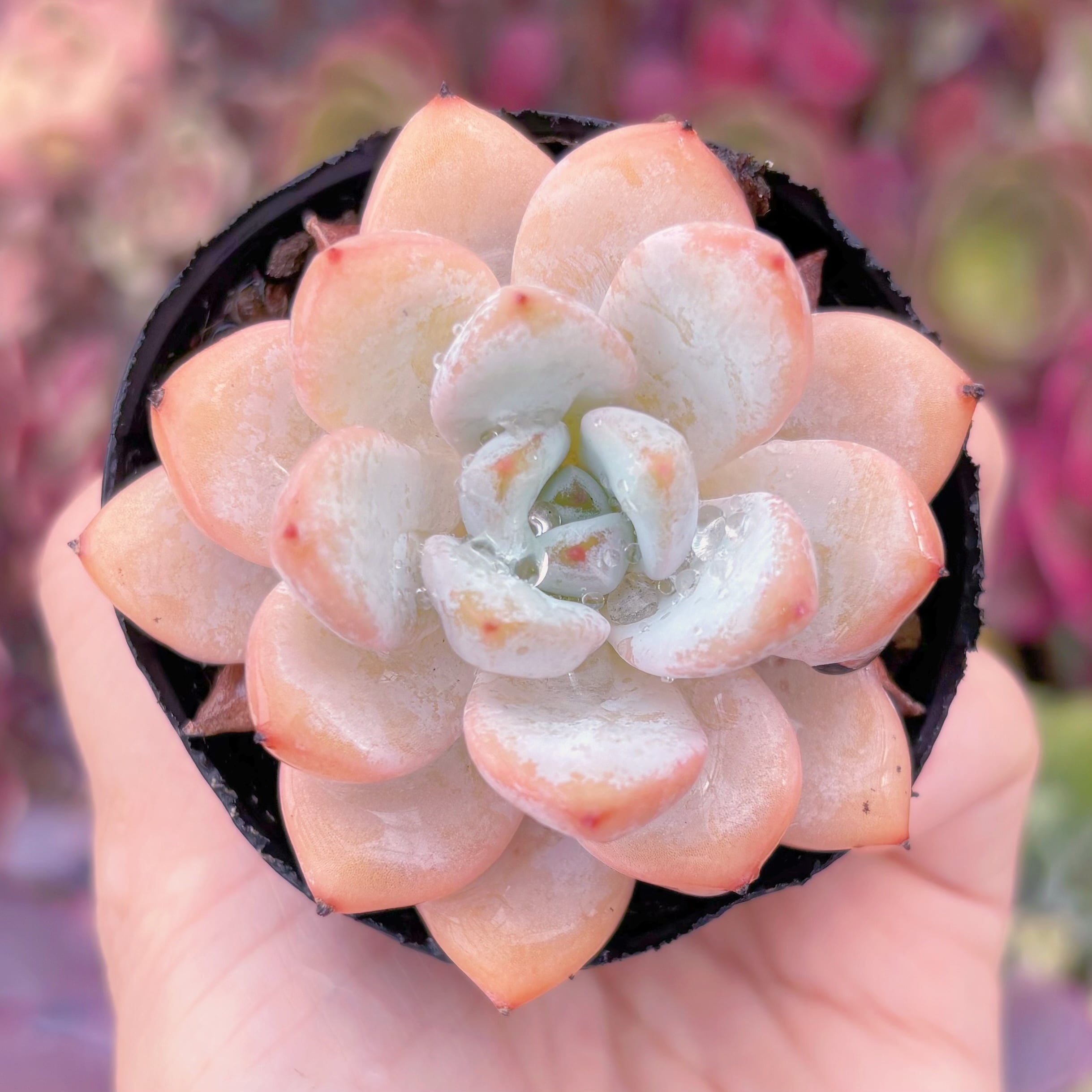 現品　星雪#A86　るる農園