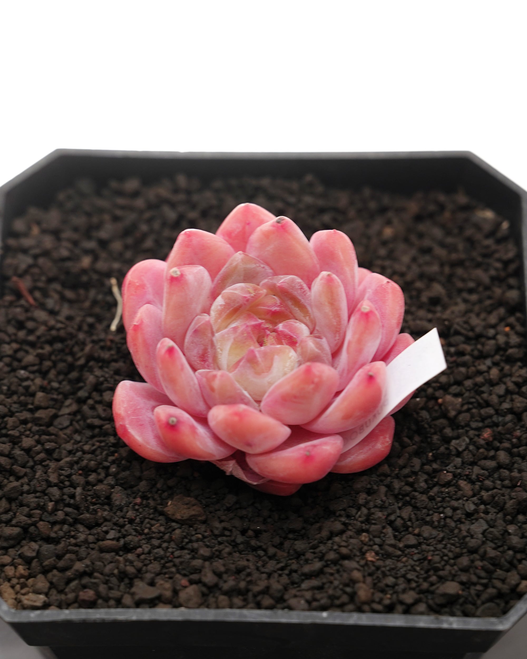 抜き苗 アエオニウム 魅金ローズ錦 Aeonium 'Charm Golden Rose