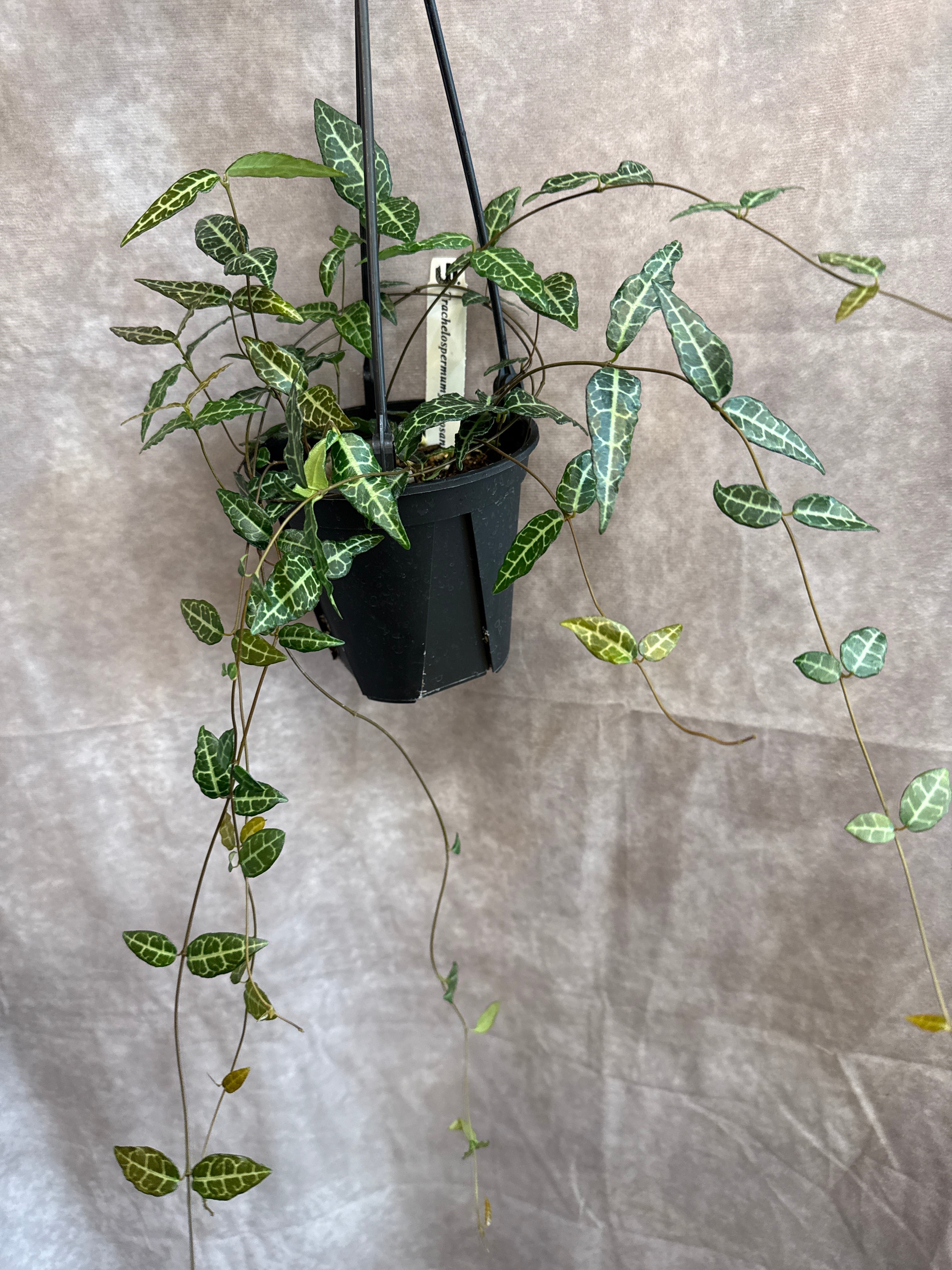 ホヤ オーストラリスリサ | Gardenえん 【観葉熱帯植物】