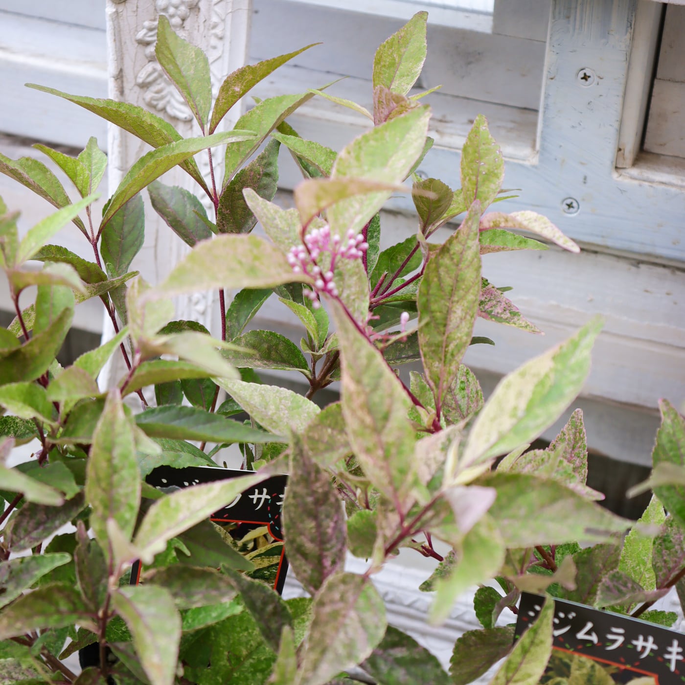 ご予約品(緑線シール)ラブ♥ハート抜き苗 01718h.jpg