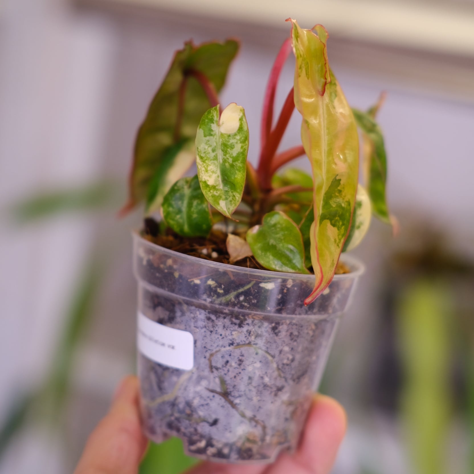 Philodendron billietiae variegated│フィロデンドロン