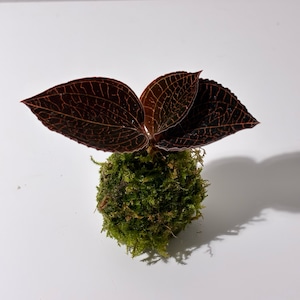 ジュエルオーキッド（アネクトキルスsp.レッドライン）の苔玉
