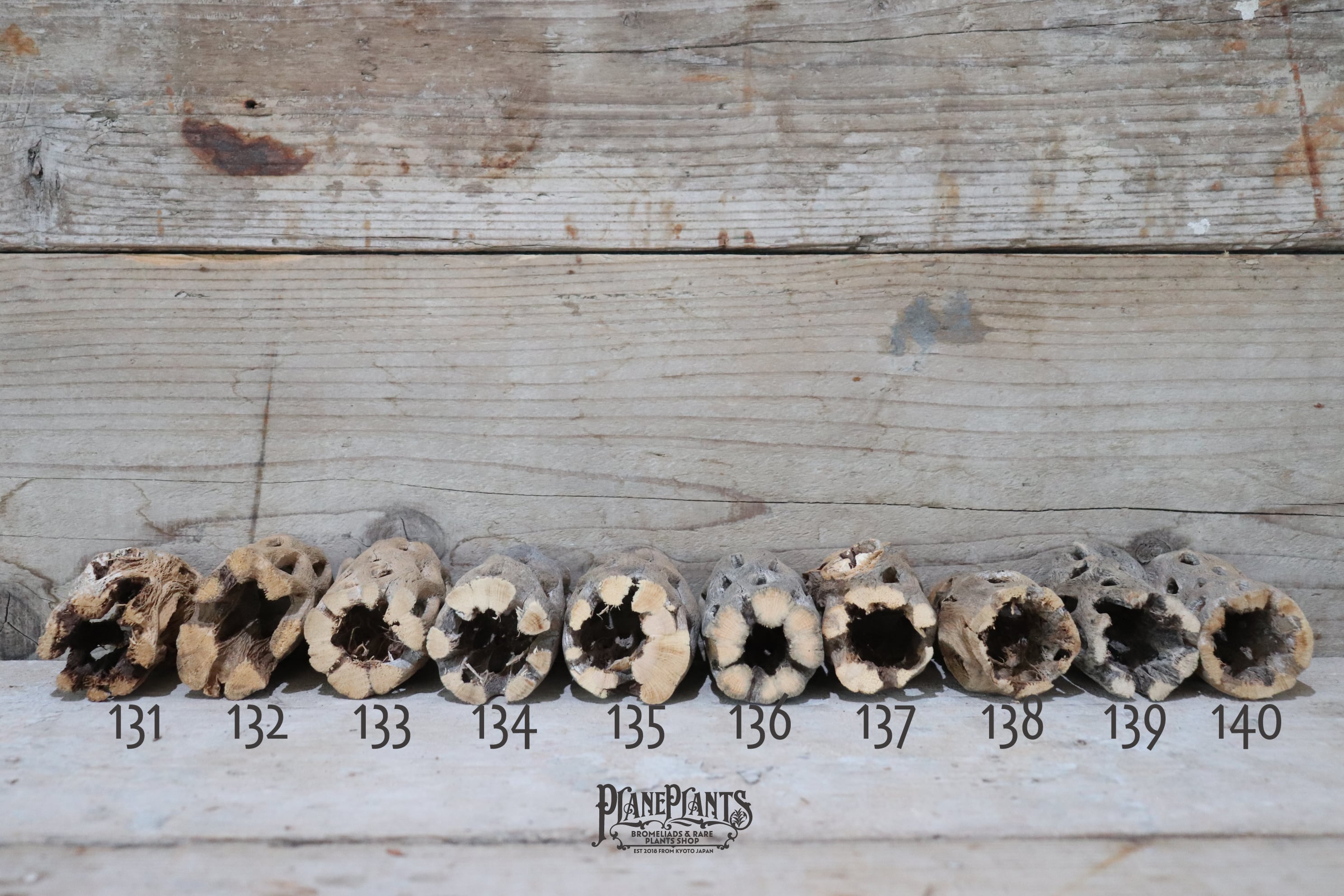 送料無料】カクタス スケルトン S (8-10cm) [S121-180] | plane plants