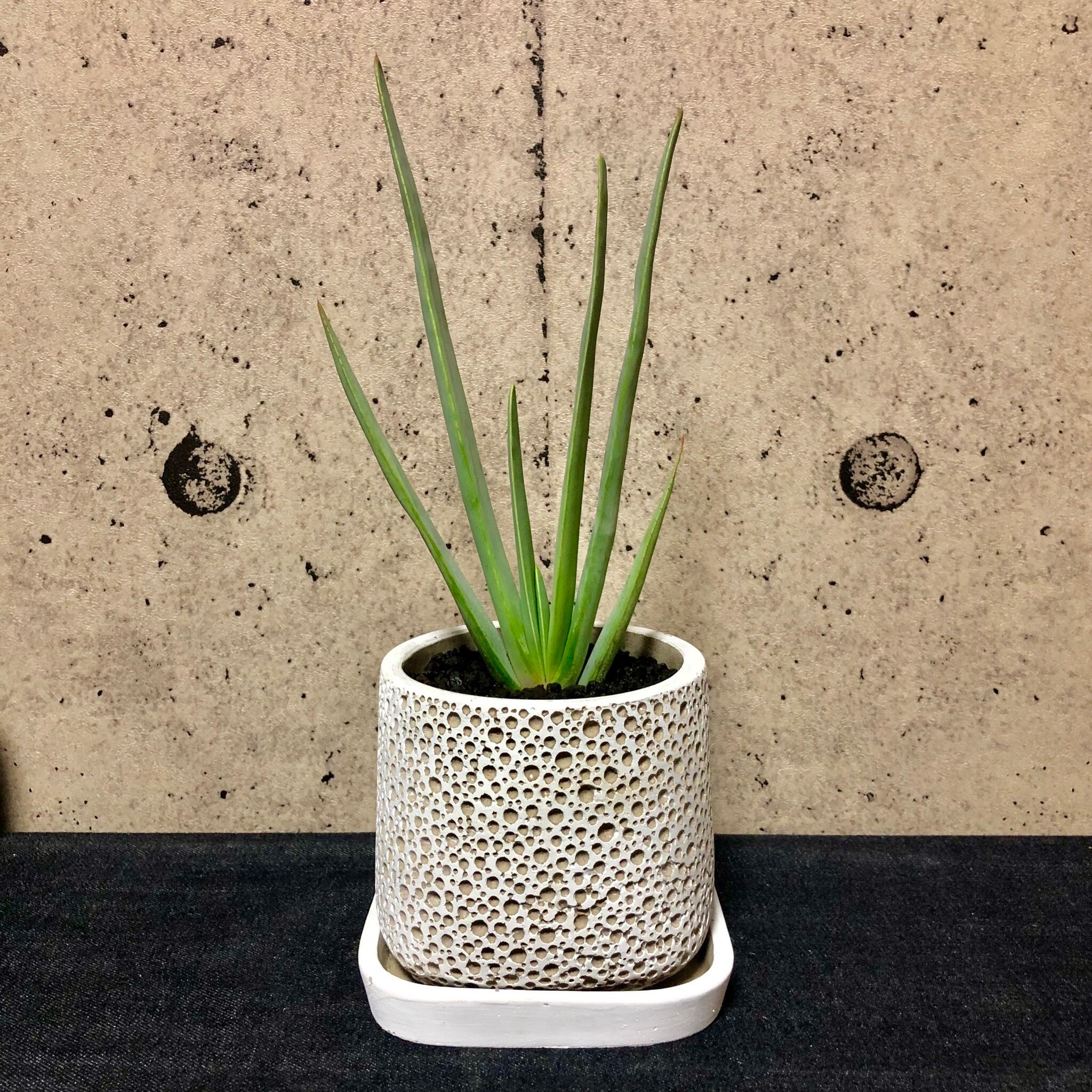 アロエ プリカティリス デザインポット Planet Plants プラネットプランツ アロエ プリカティリス デザインポット Planet Plants プラネットプランツ