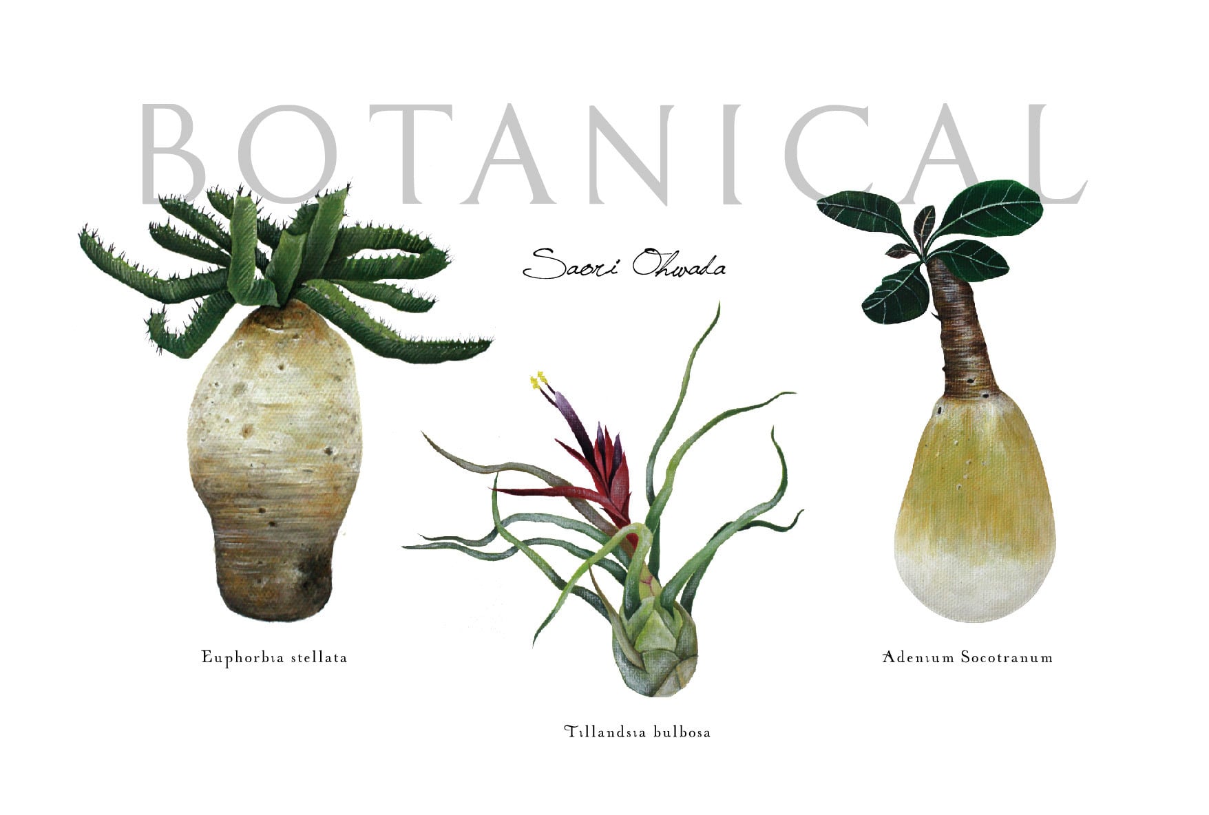Botanical 3種 ポストカード