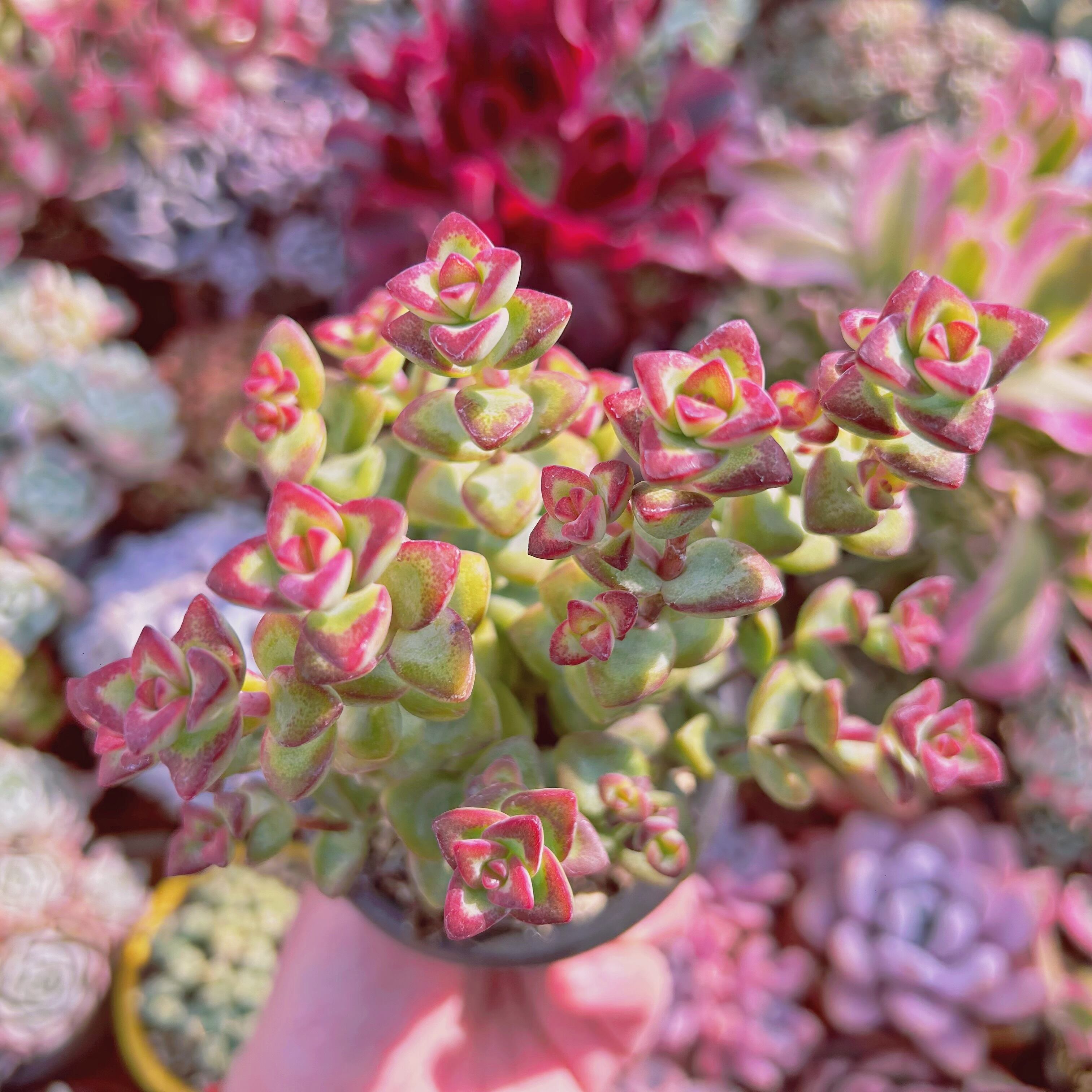 #826現物　多肉植物　ラブハート