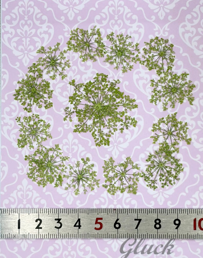 コンパクト押し花 レースフラワー（ボタニカルグリーン） 少量をパック